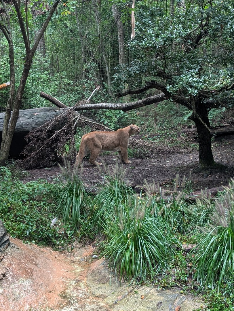 Cougar at the North Carolina Zoo