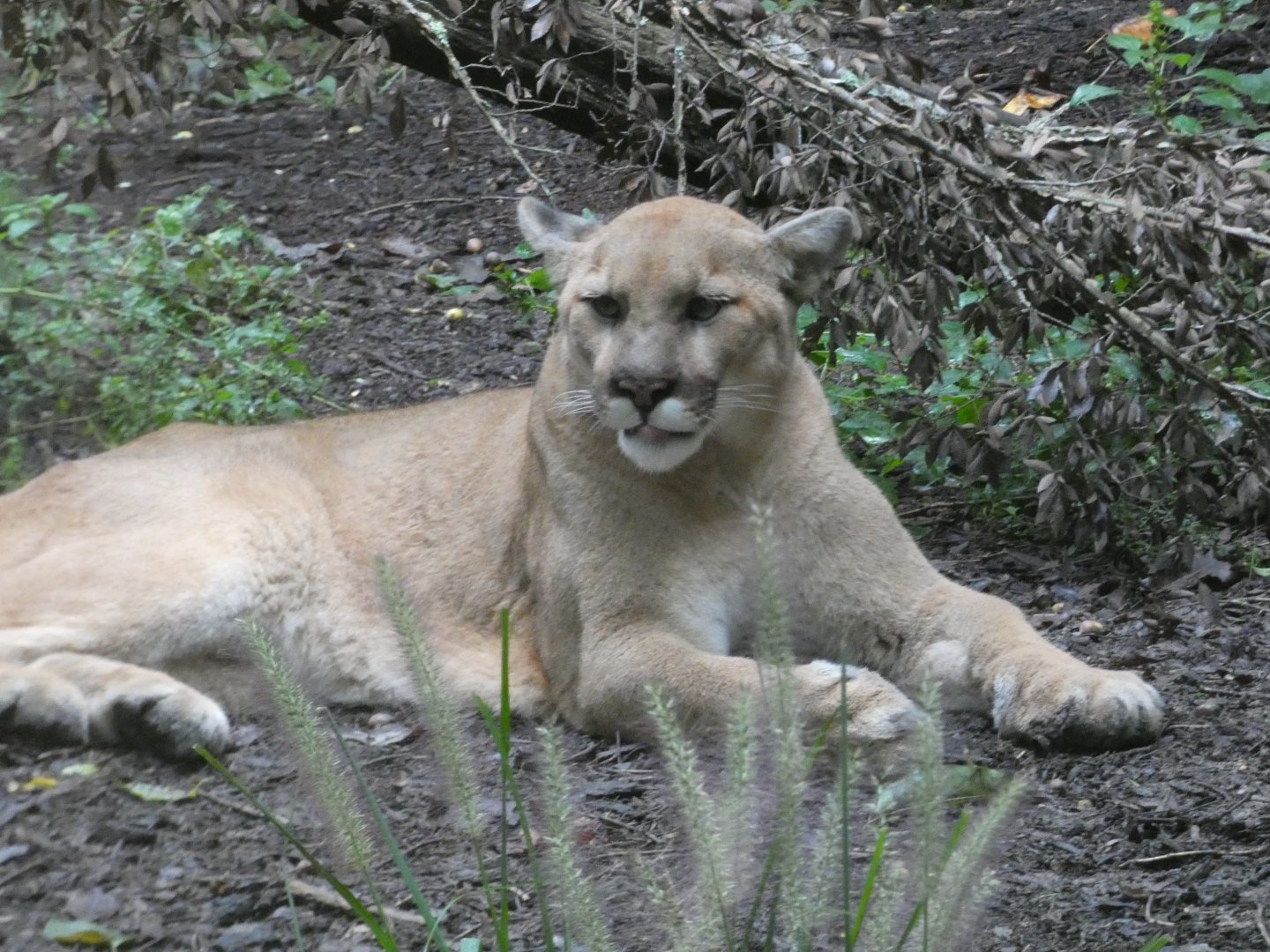 Cougar at the North Carolina Zoo