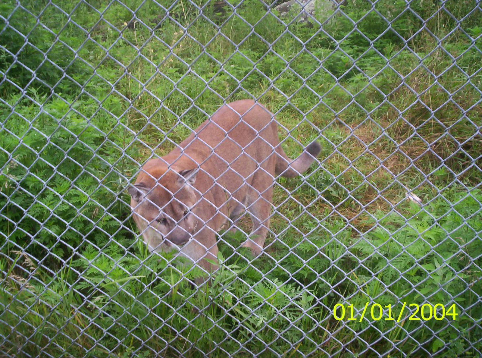 Cougar at the Peterborough Zoo