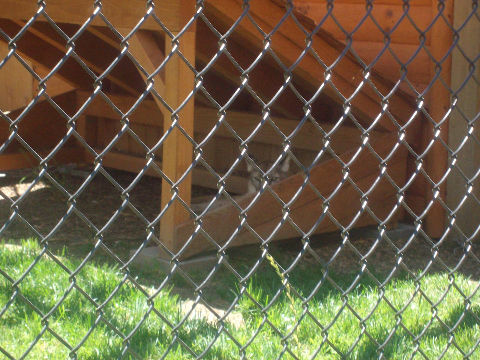 Cougar at Wildlife Safari
