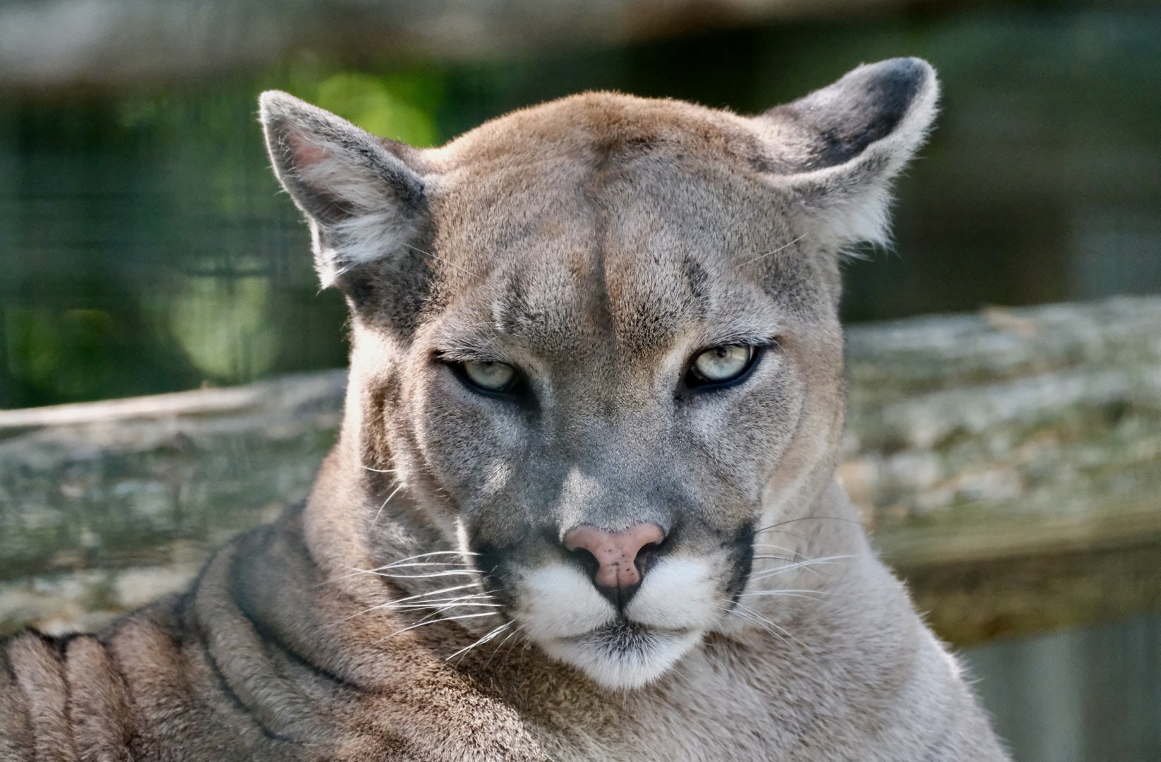 Cougar - August 18, 2025