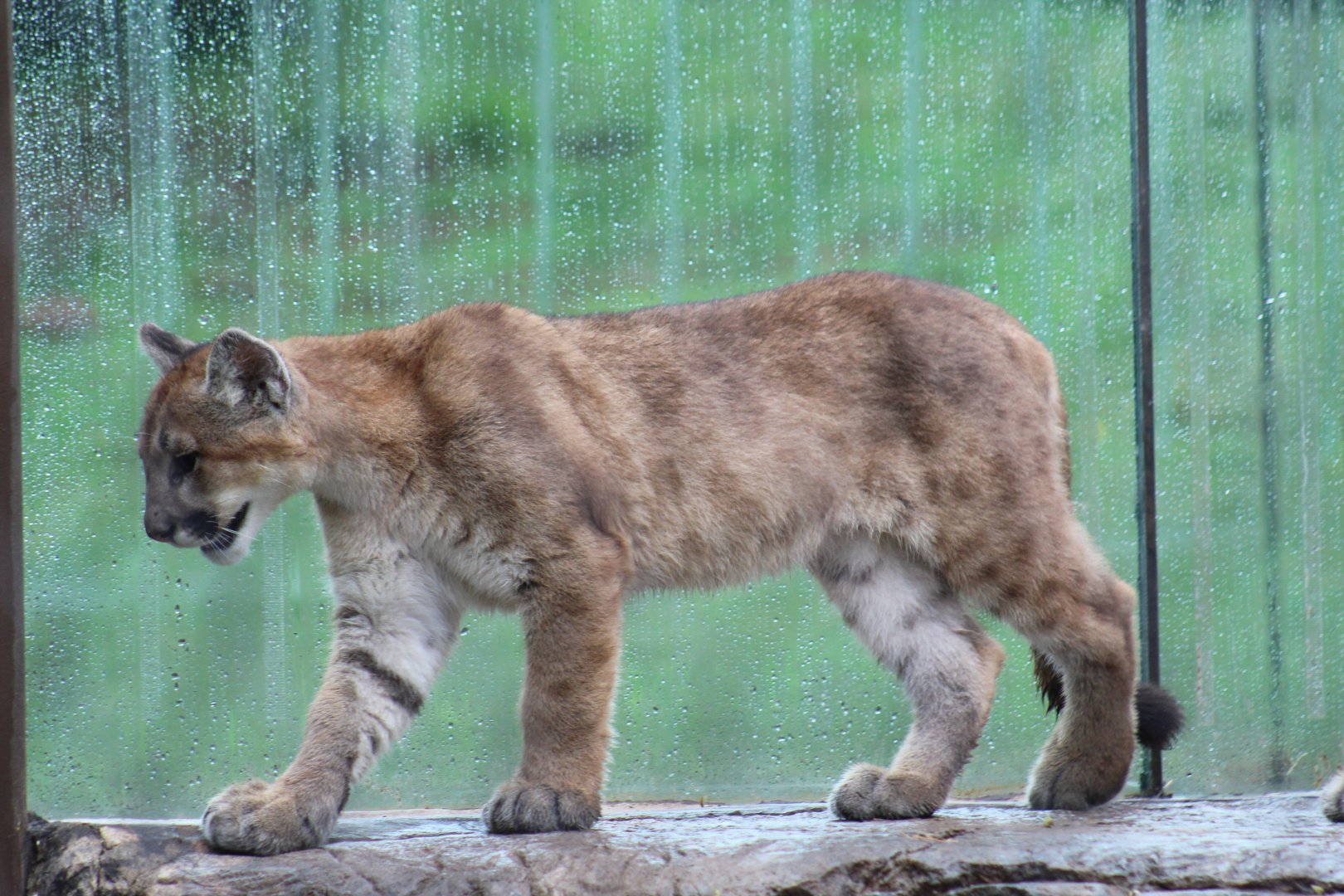 Cougar Cub