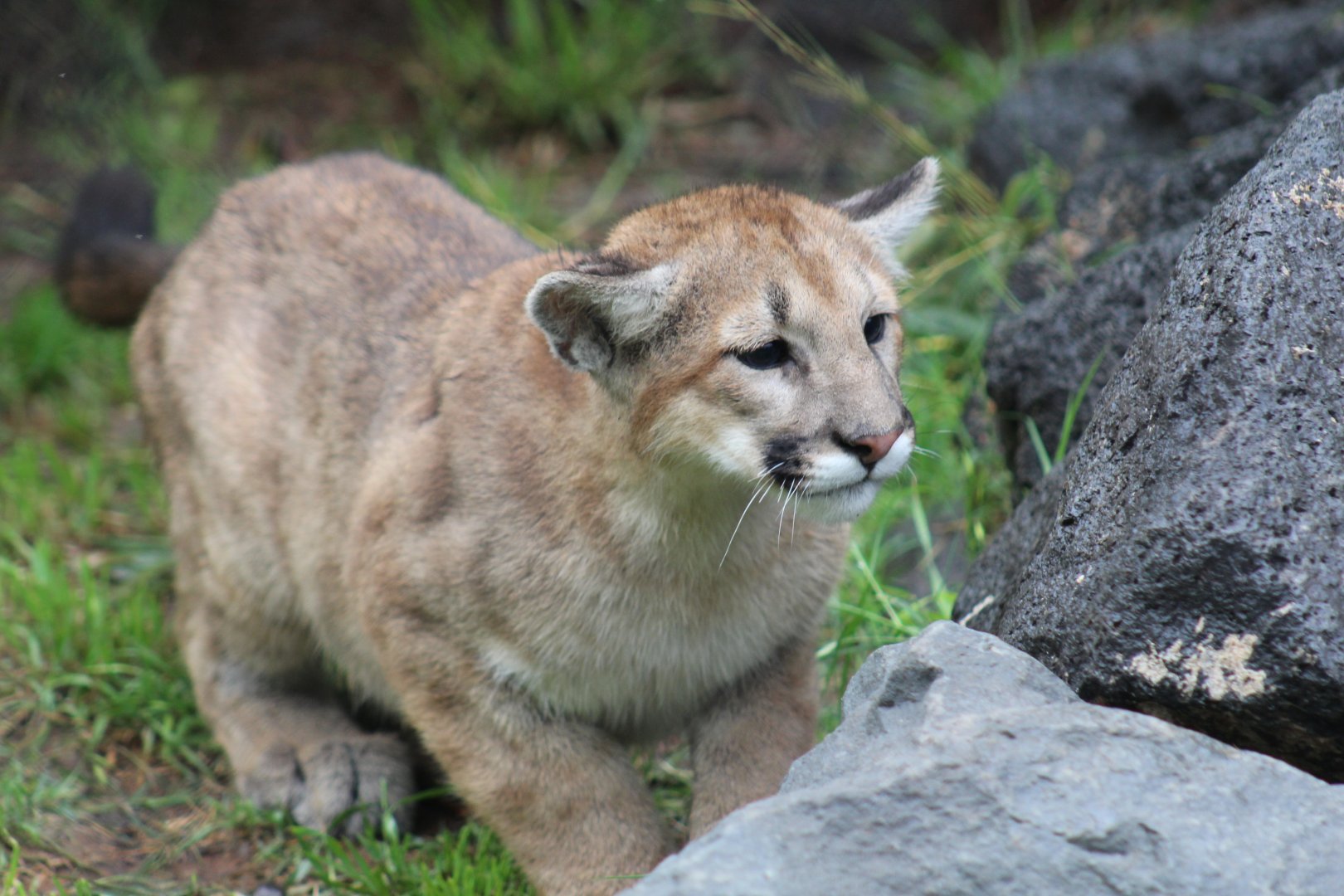 Cougar Cub