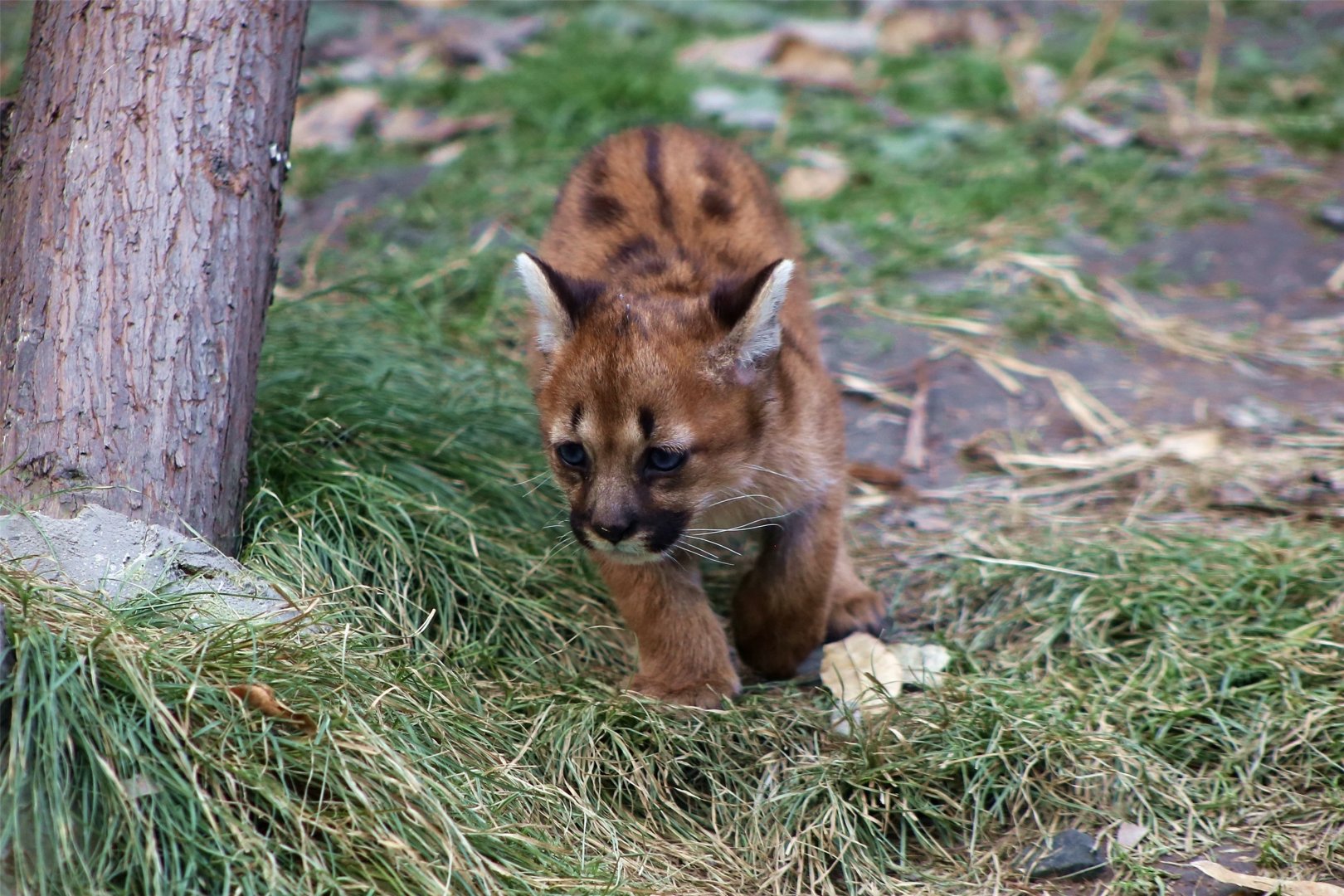 Cougar Cub