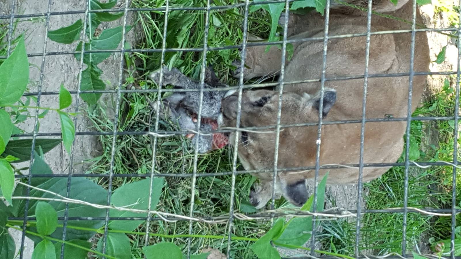 Cougar eating a rabbit