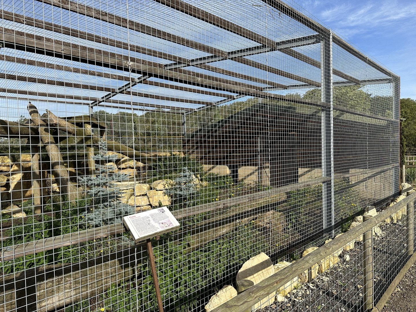 Cougar Enclosure at Johnsons of Old Hurst (October 2023)