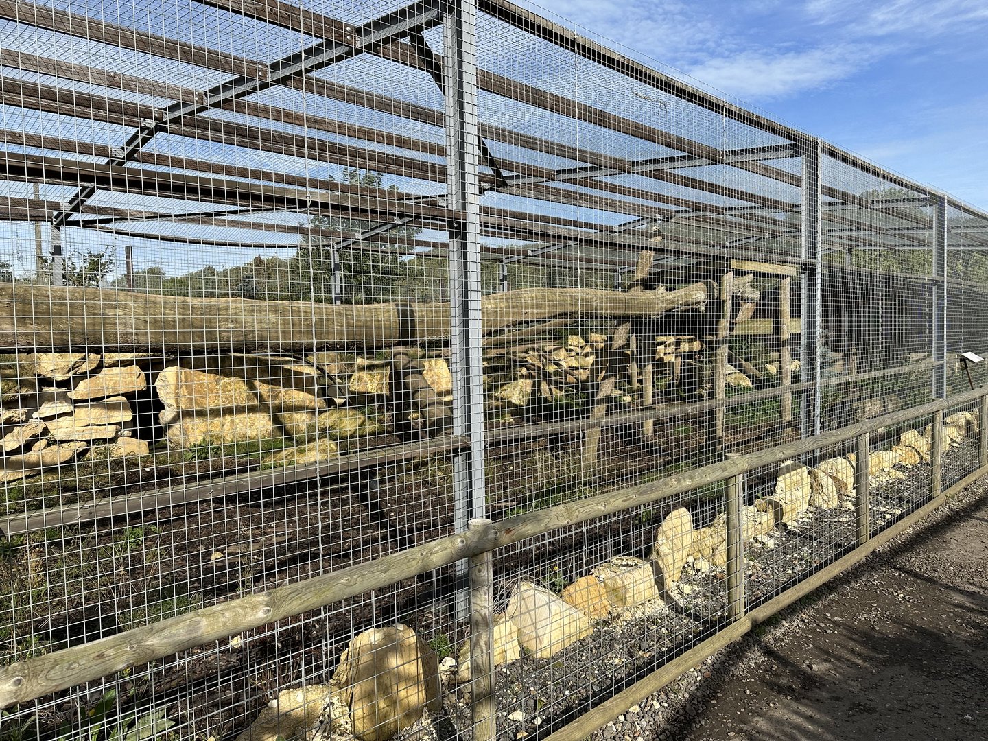 Cougar Enclosure at Johnsons of Old Hurst (October 2023)