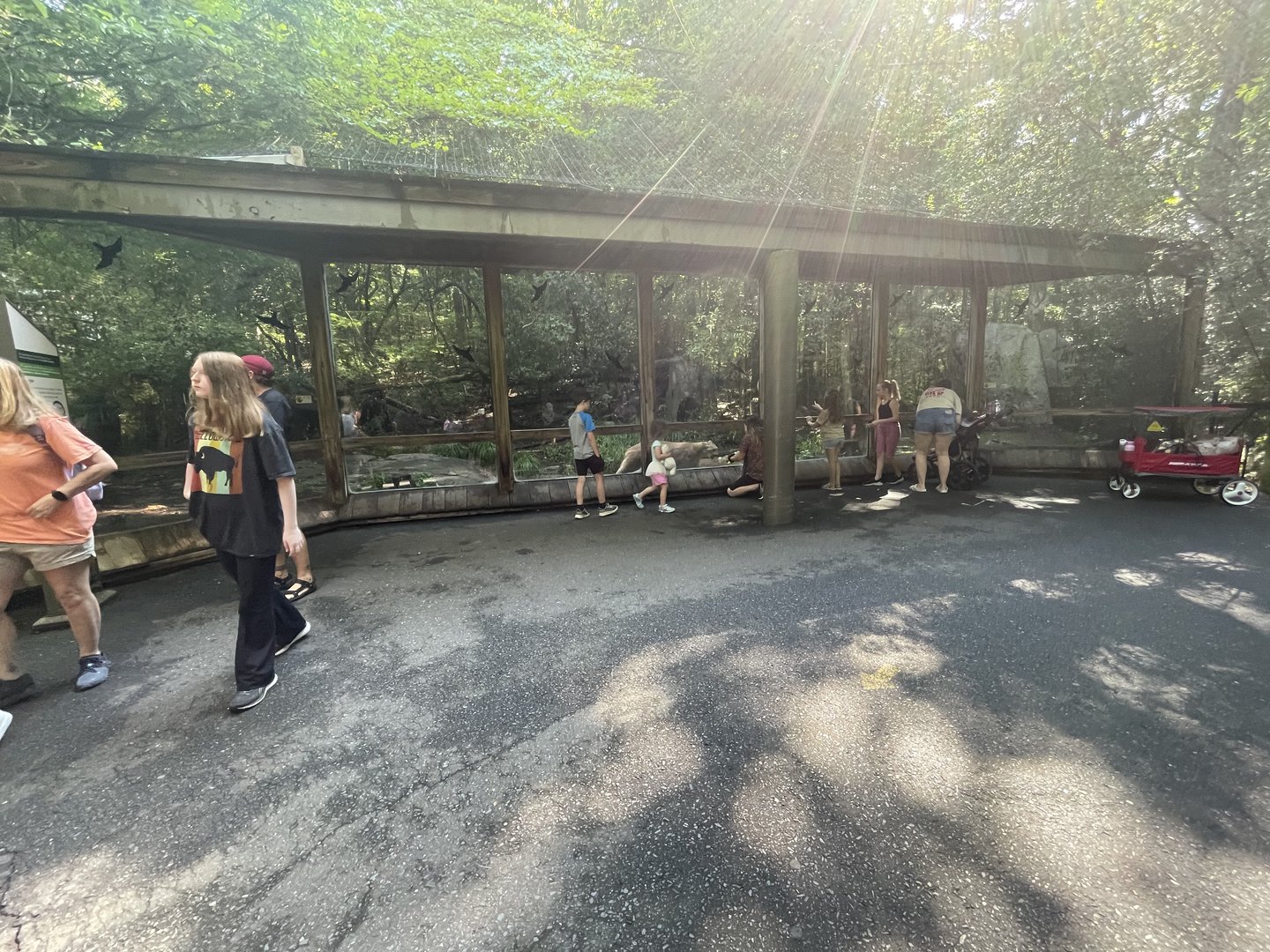 Cougar Enclosure/Viewing