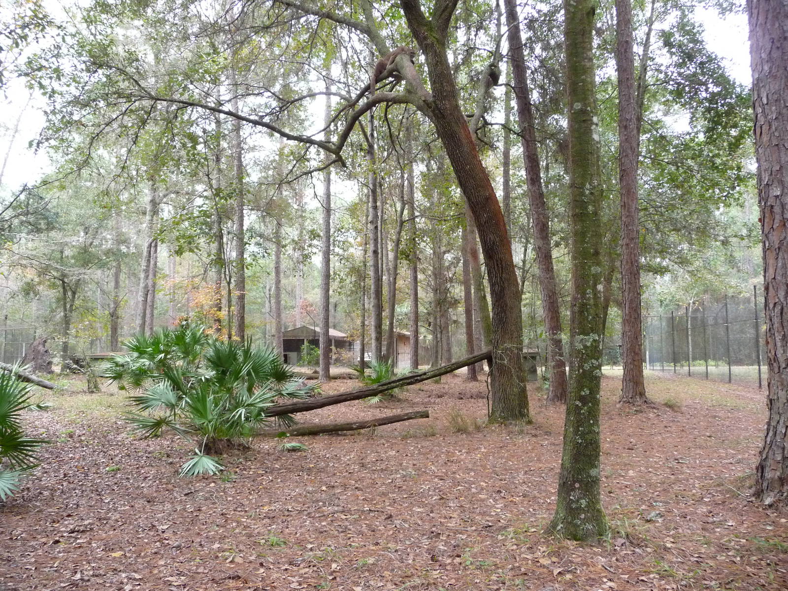 Cougar Enclosure