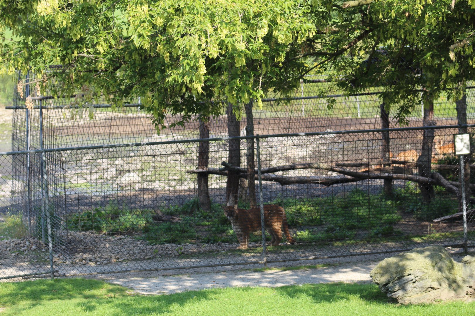 Cougar Enclosure