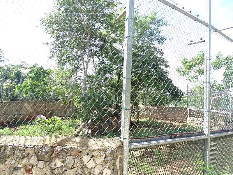 Cougar enclosure