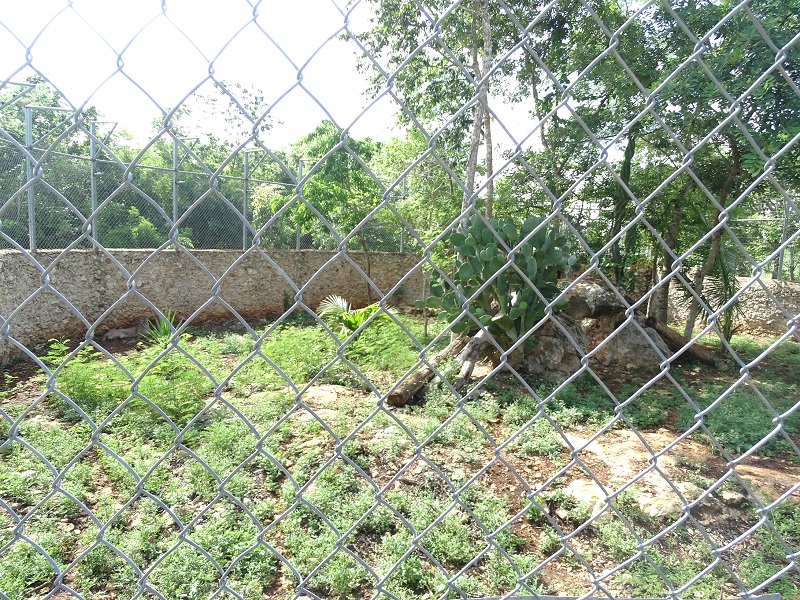 Cougar enclosure