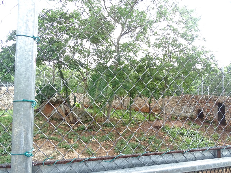 Cougar enclosure