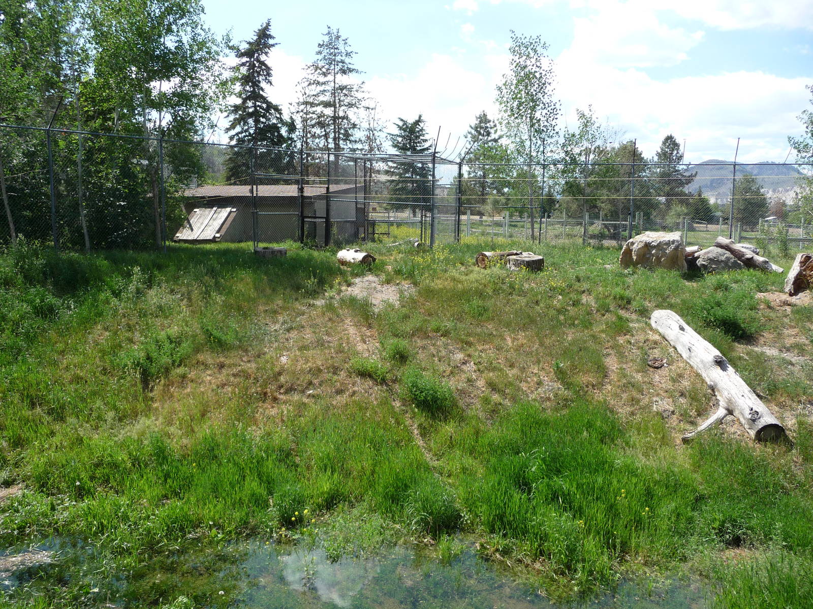 Cougar Enclosure