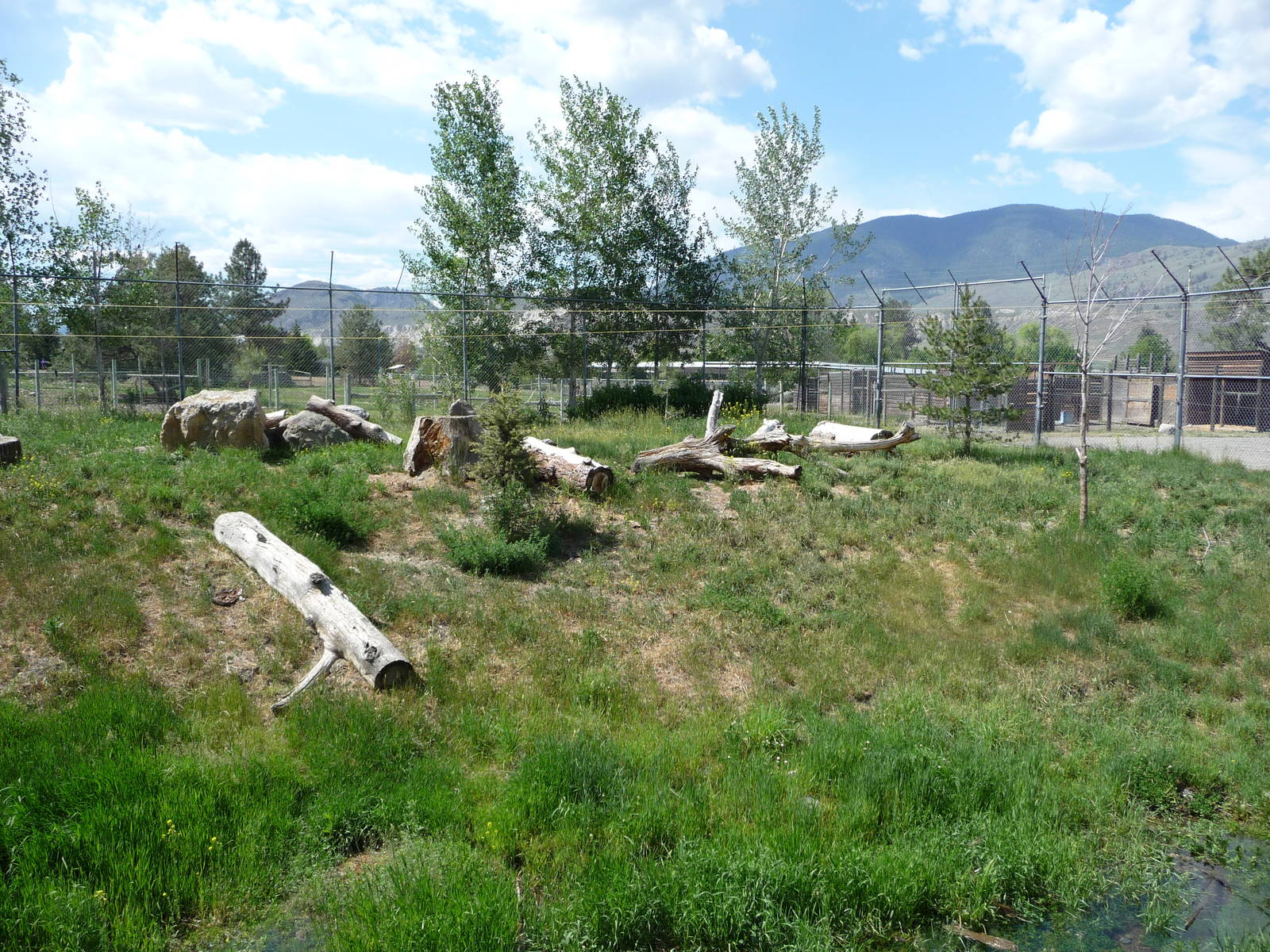 Cougar Enclosure