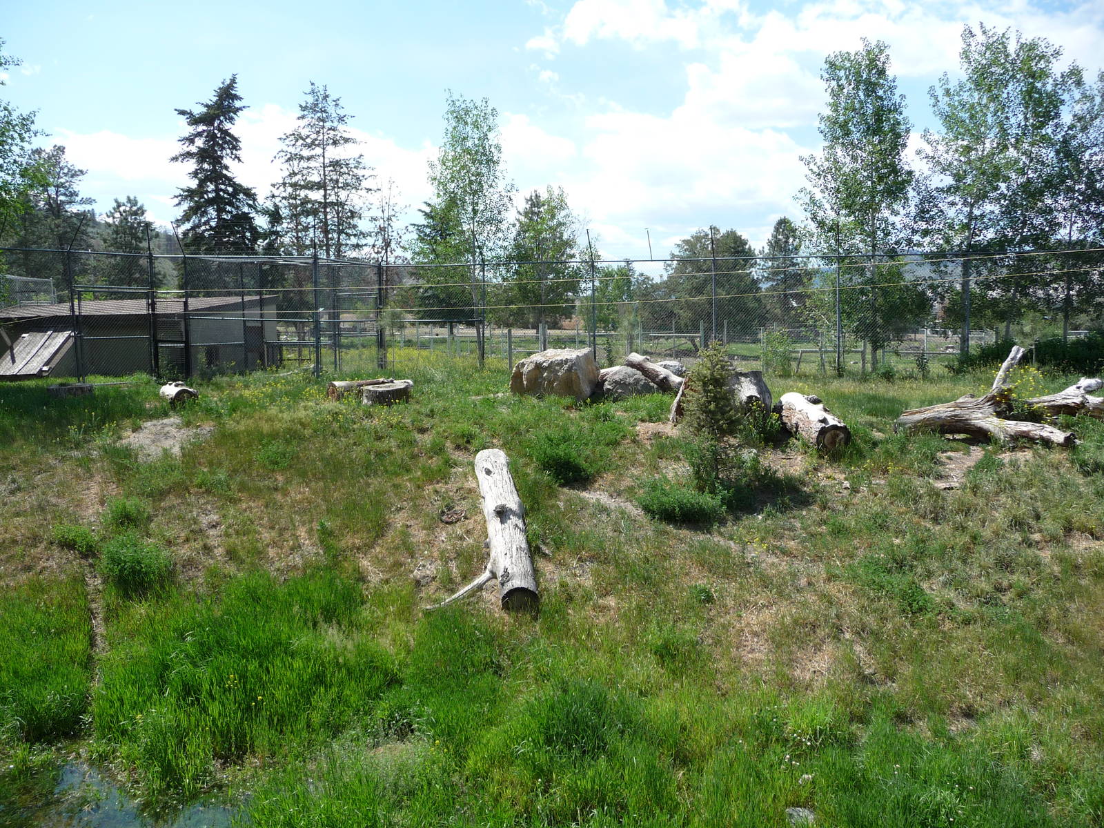 Cougar Enclosure