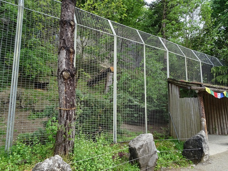 Cougar enclosure