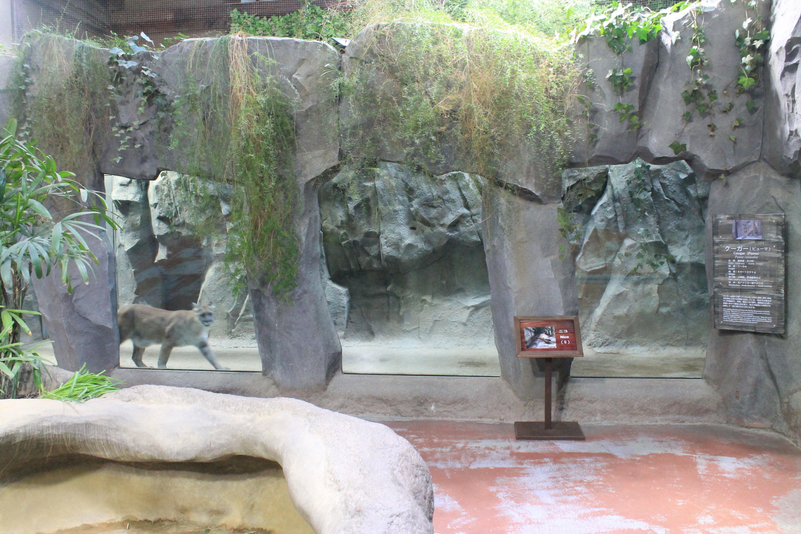 Cougar enclosure