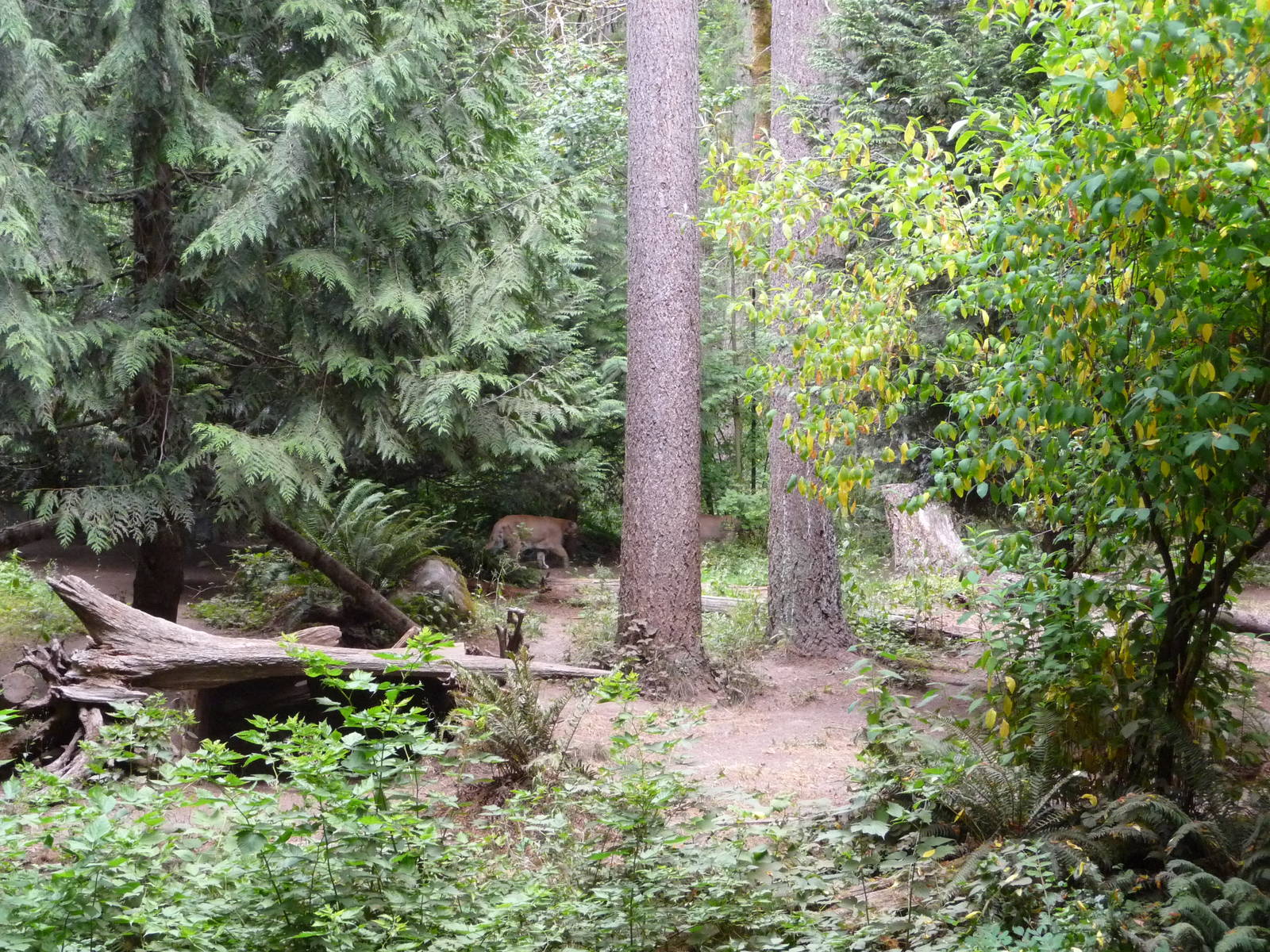 Cougar Exhibit - 2 Cougars in Photo