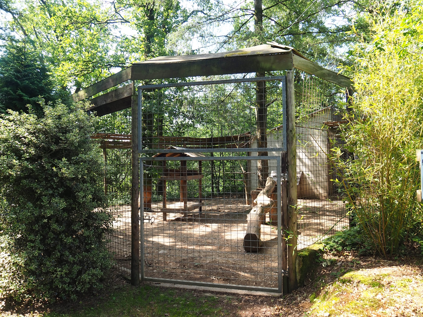 Cougar exhibit, 2023-06-24