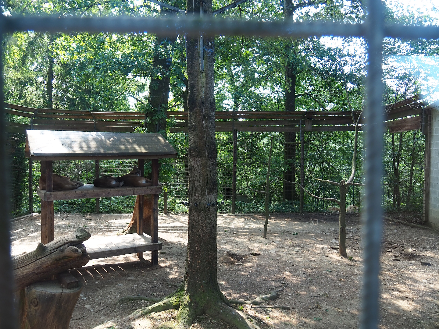 Cougar exhibit, 2023-06-24