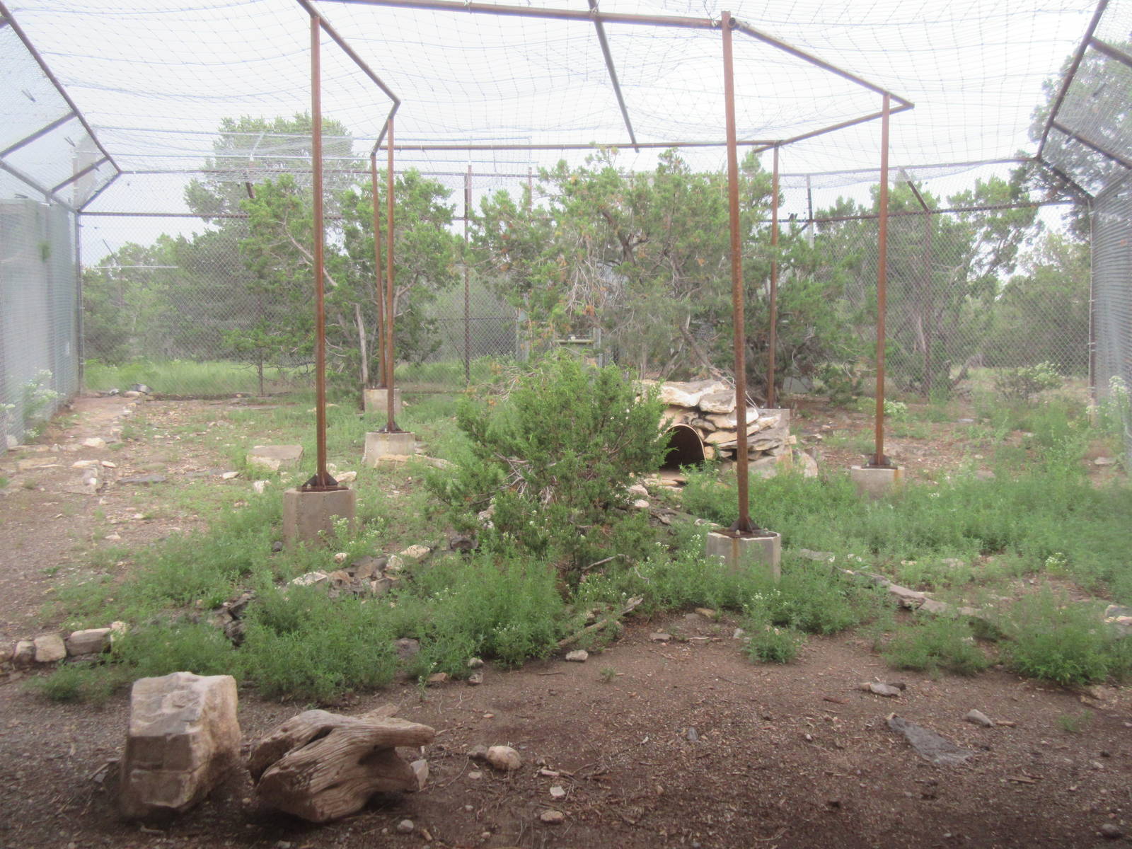 Cougar Exhibit (currently empty)