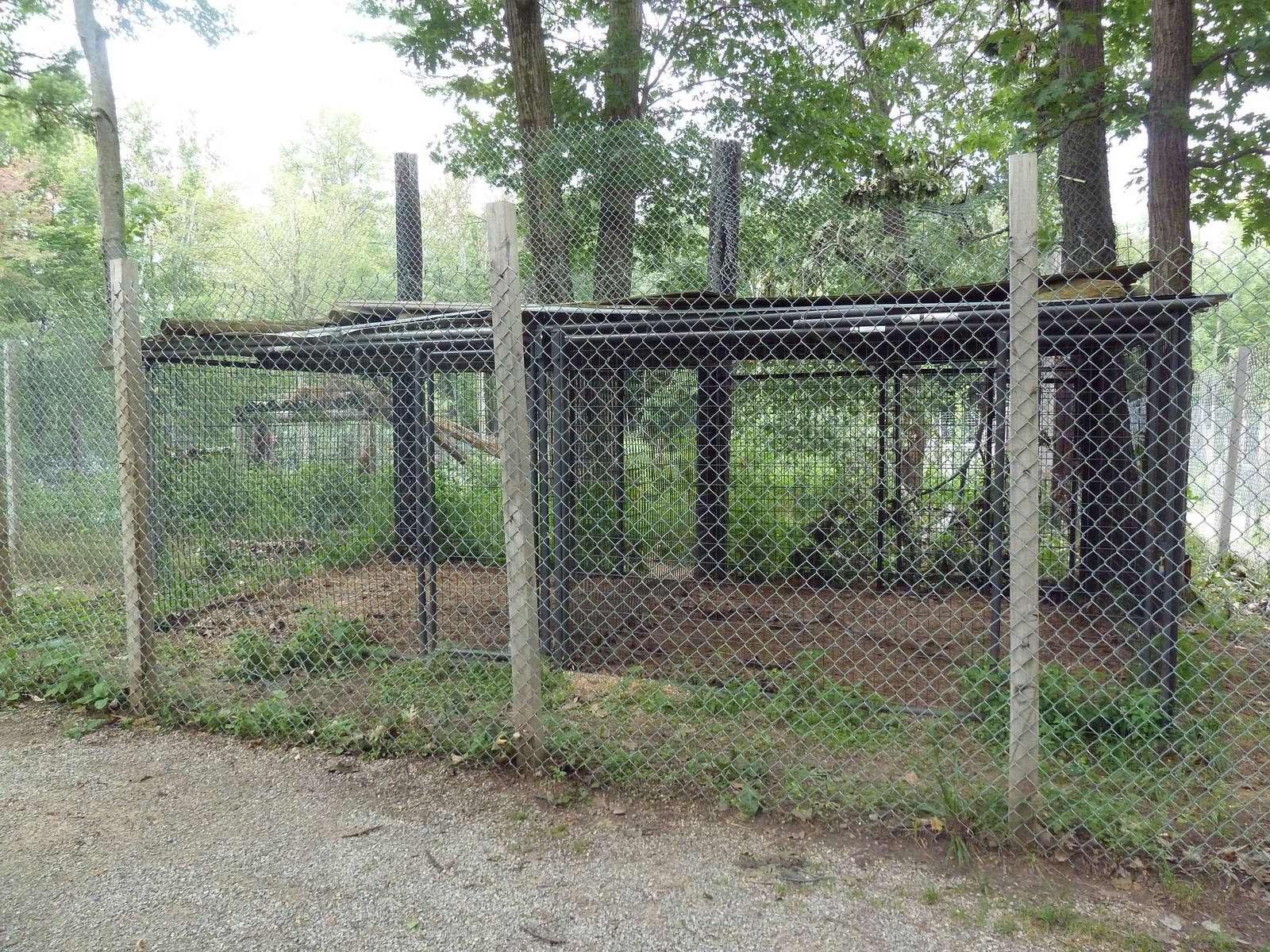 Cougar Exhibit - Holding Cage