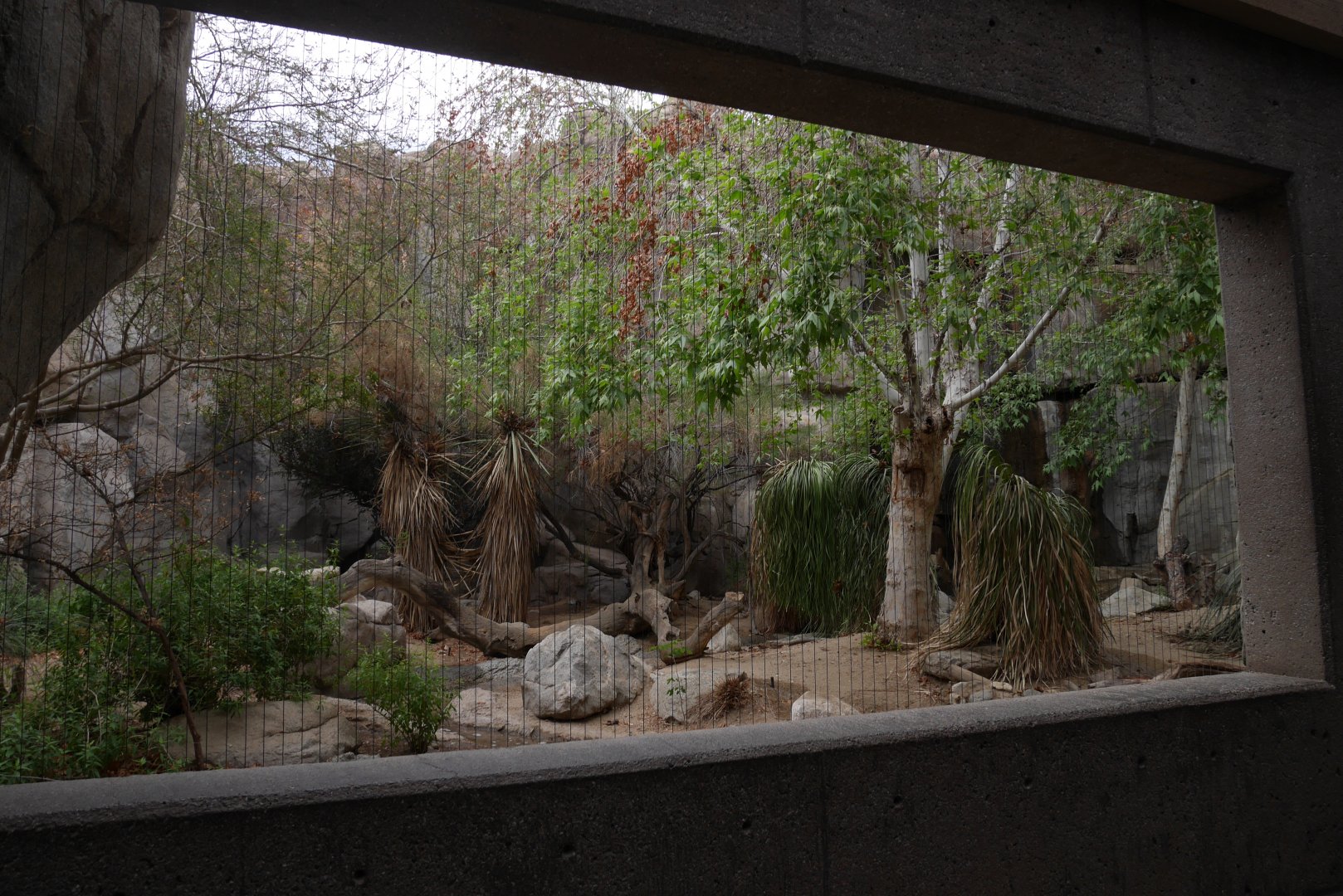 Cougar Exhibit in Eagle Canyon - My First US Zoo Trip
