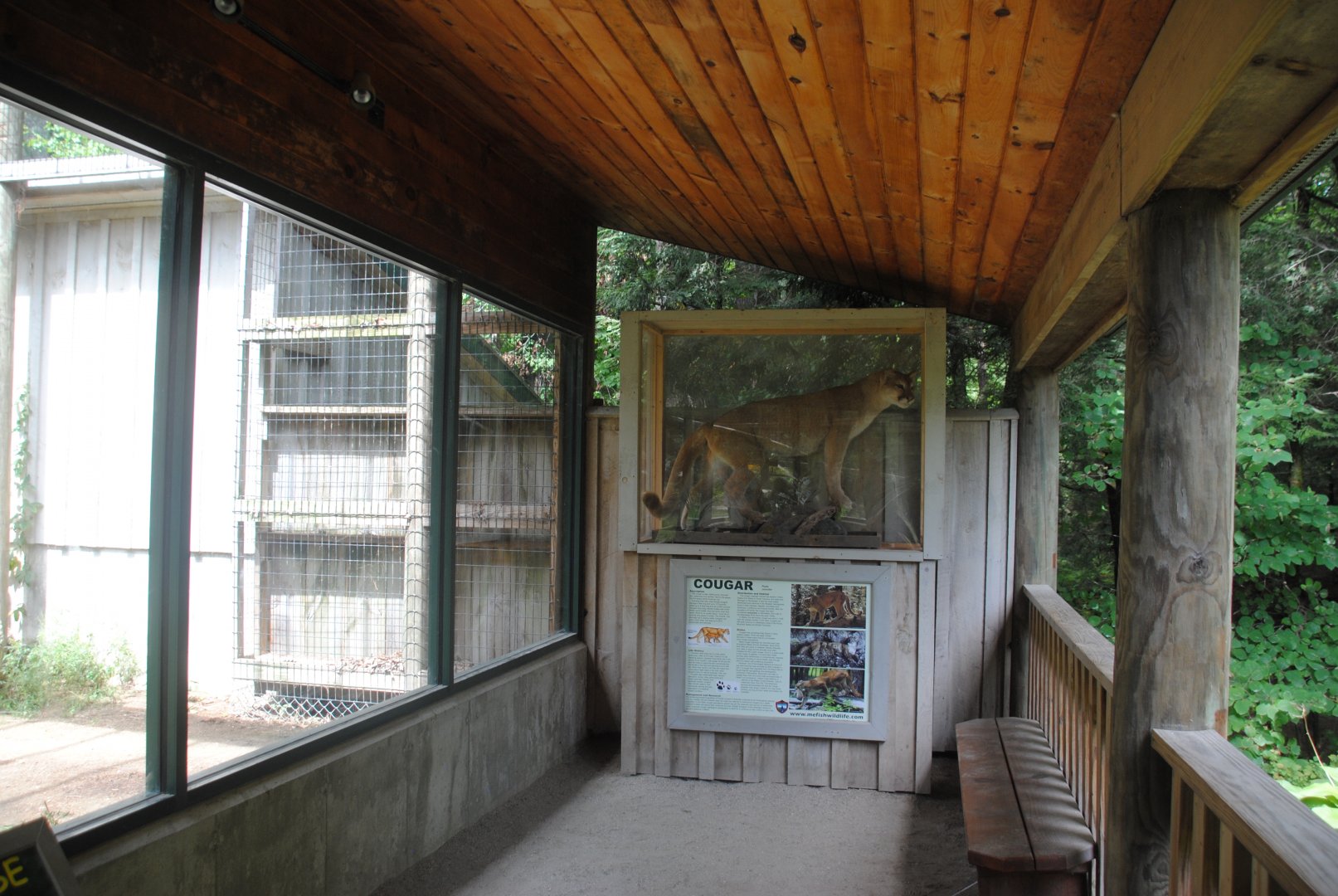 Cougar exhibit (interpretive material)