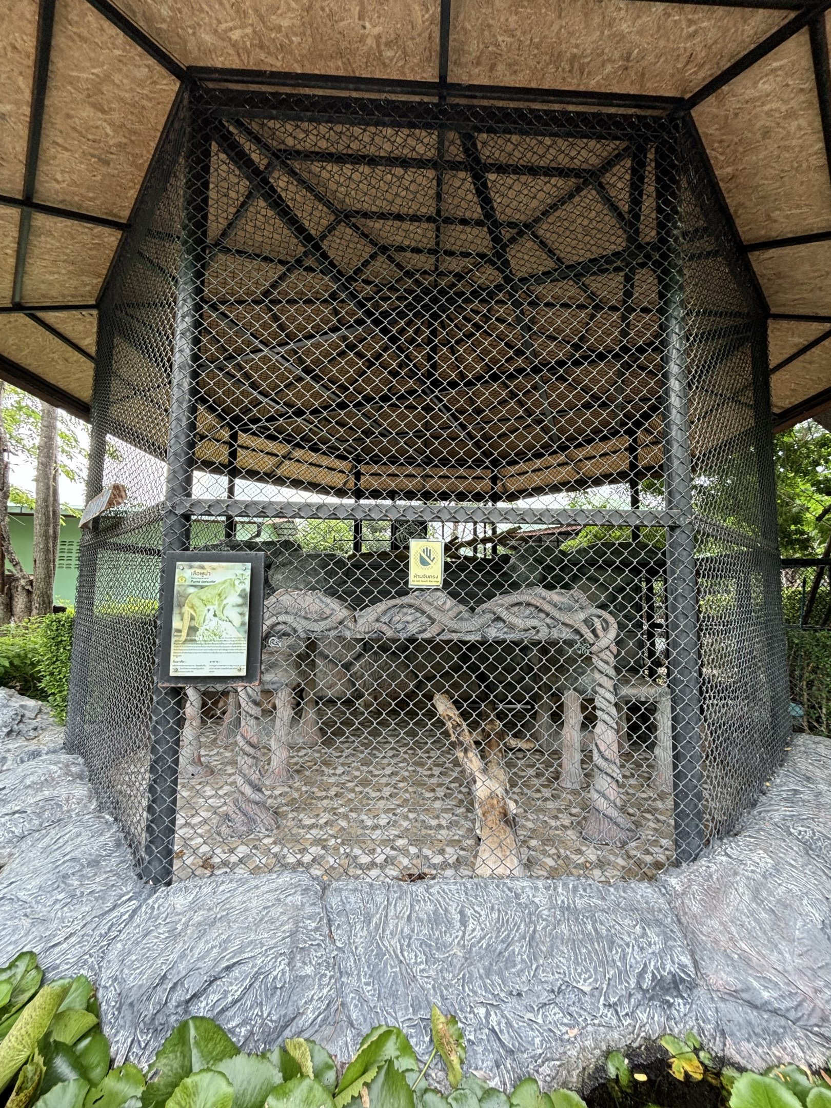 Cougar Exhibit - Lion Park