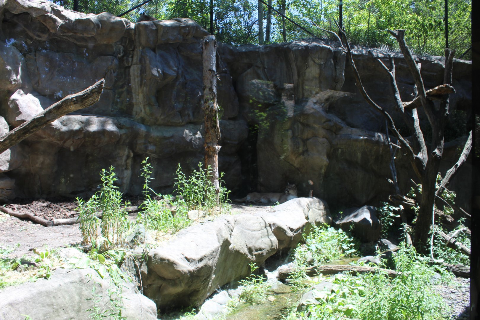 Cougar Exhibit - Minnesota Trail