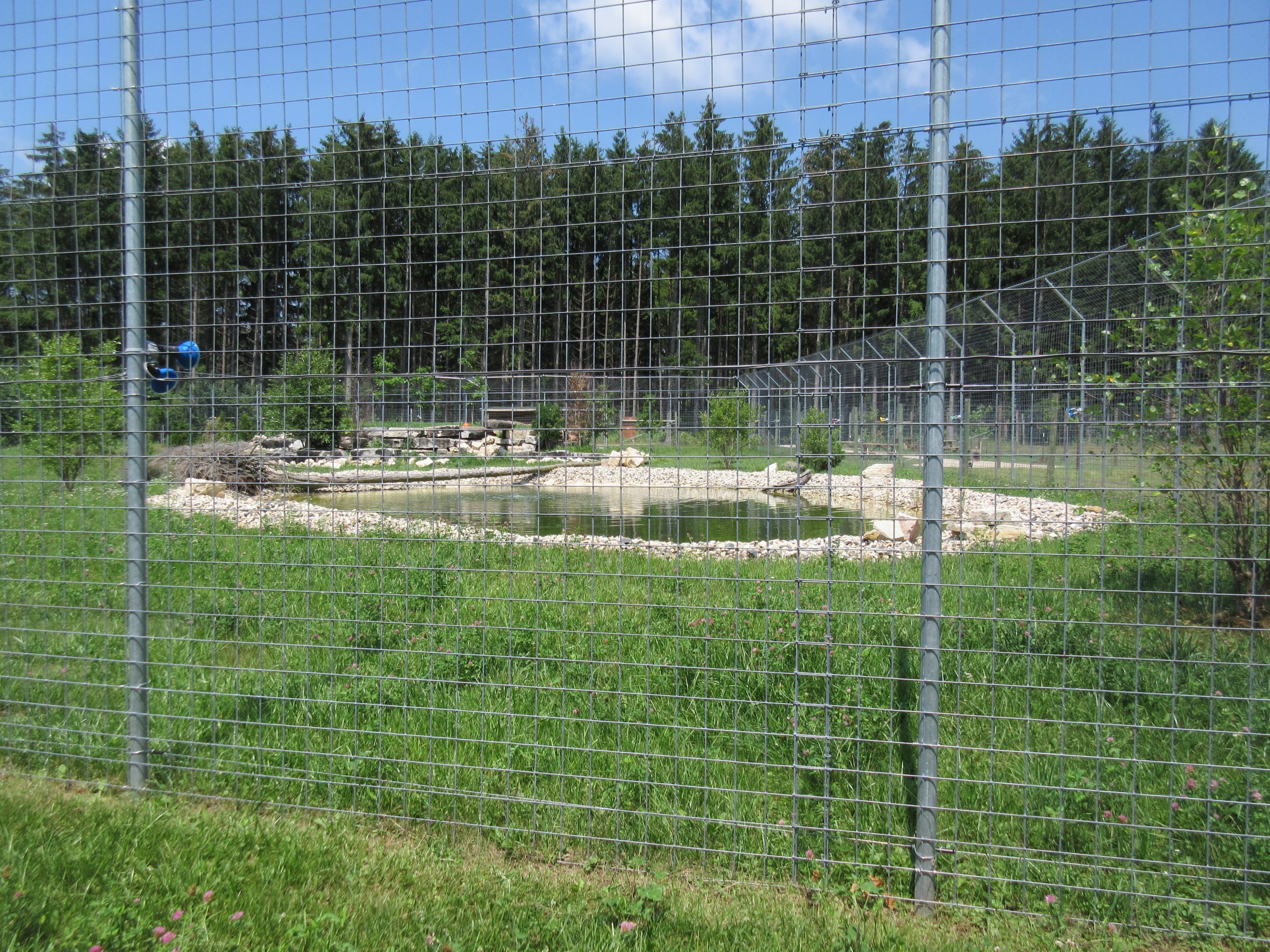 Cougar Exhibit - New in 2017