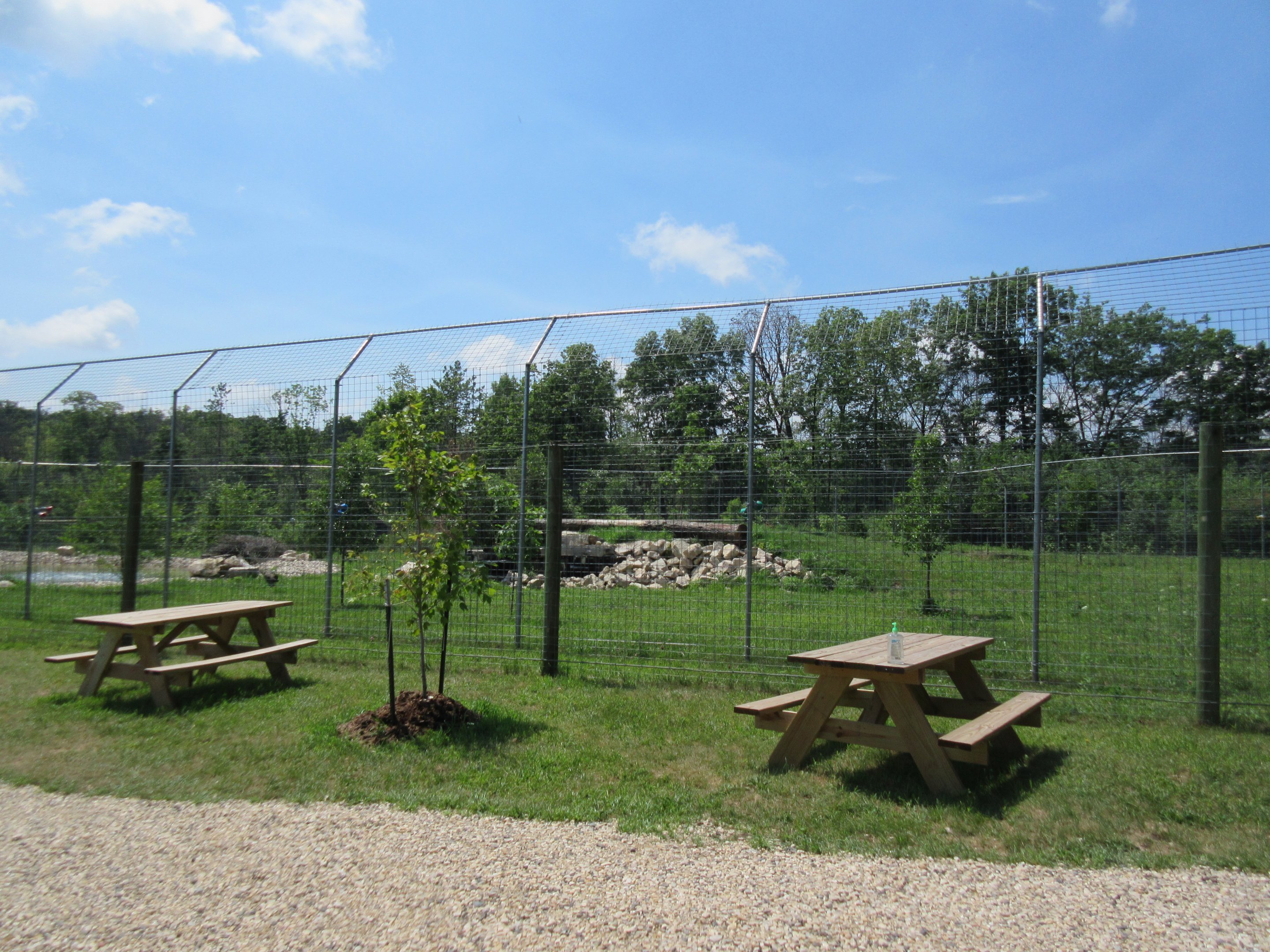 Cougar Exhibit - New in 2017