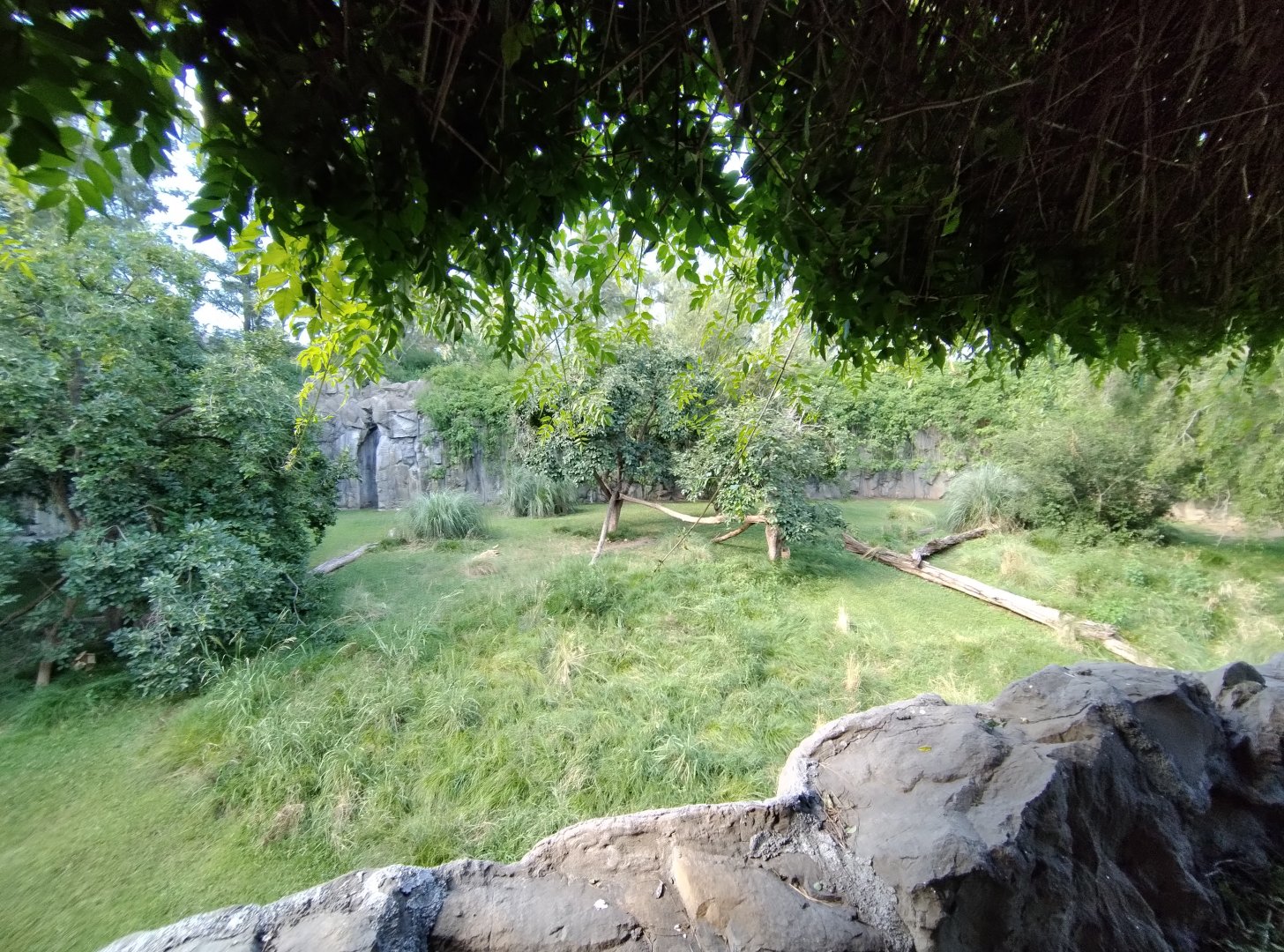 Cougar exhibit, Patagonia - Temaiken
