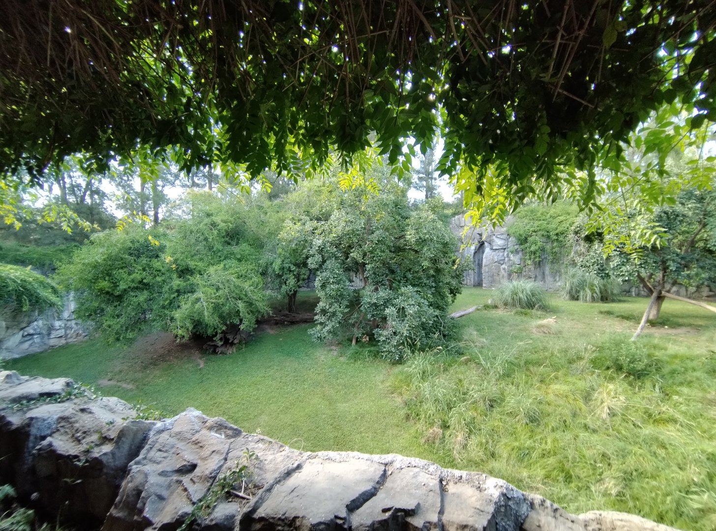 Cougar exhibit, Patagonia - Temaiken