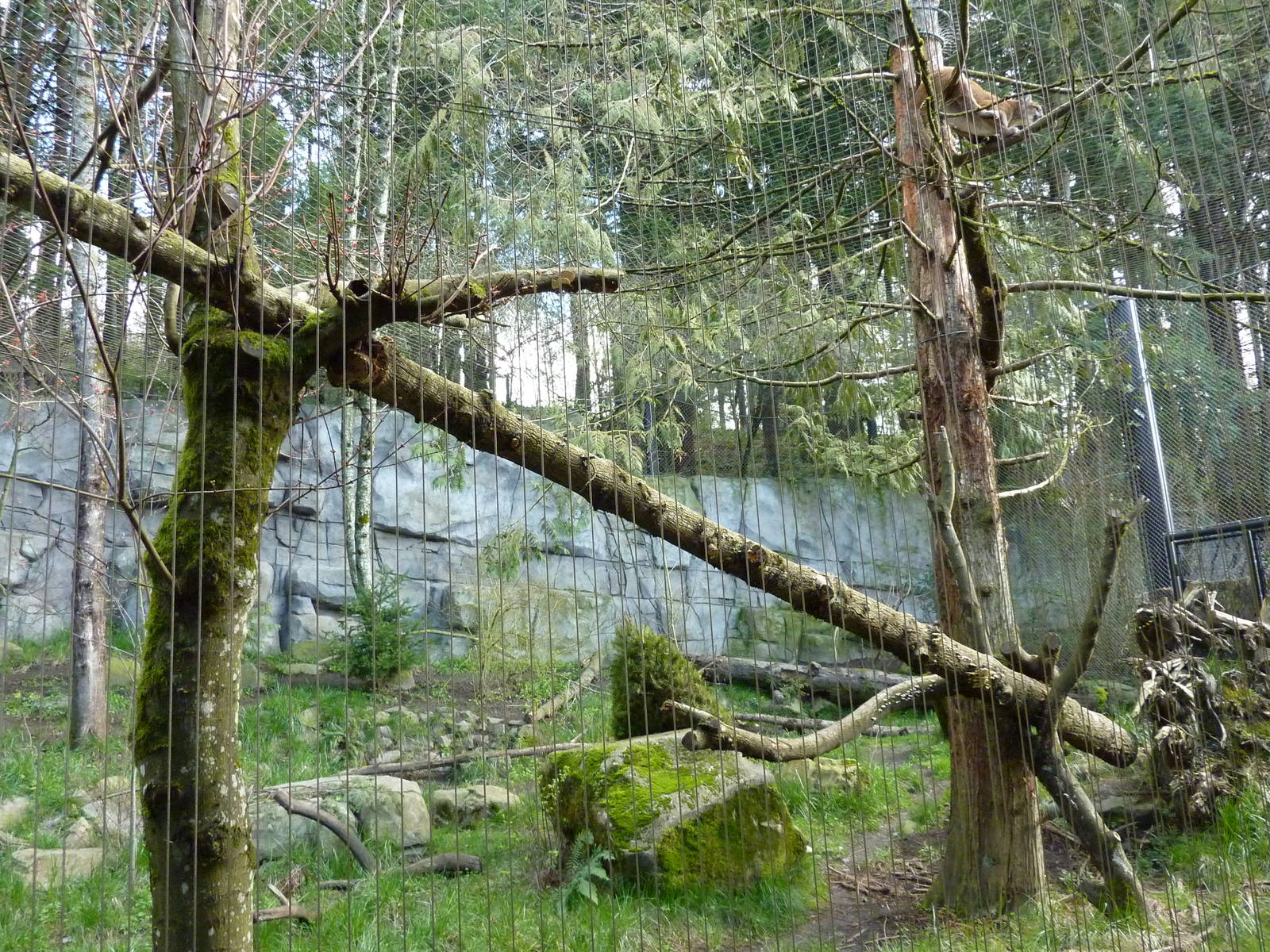 Cougar Exhibit - See The Cougar?