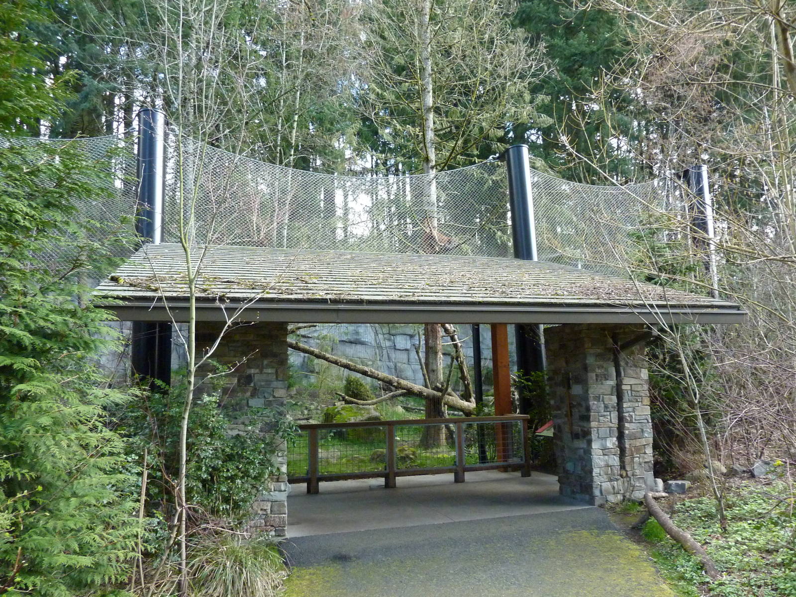 Cougar Exhibit - See The Cougar?