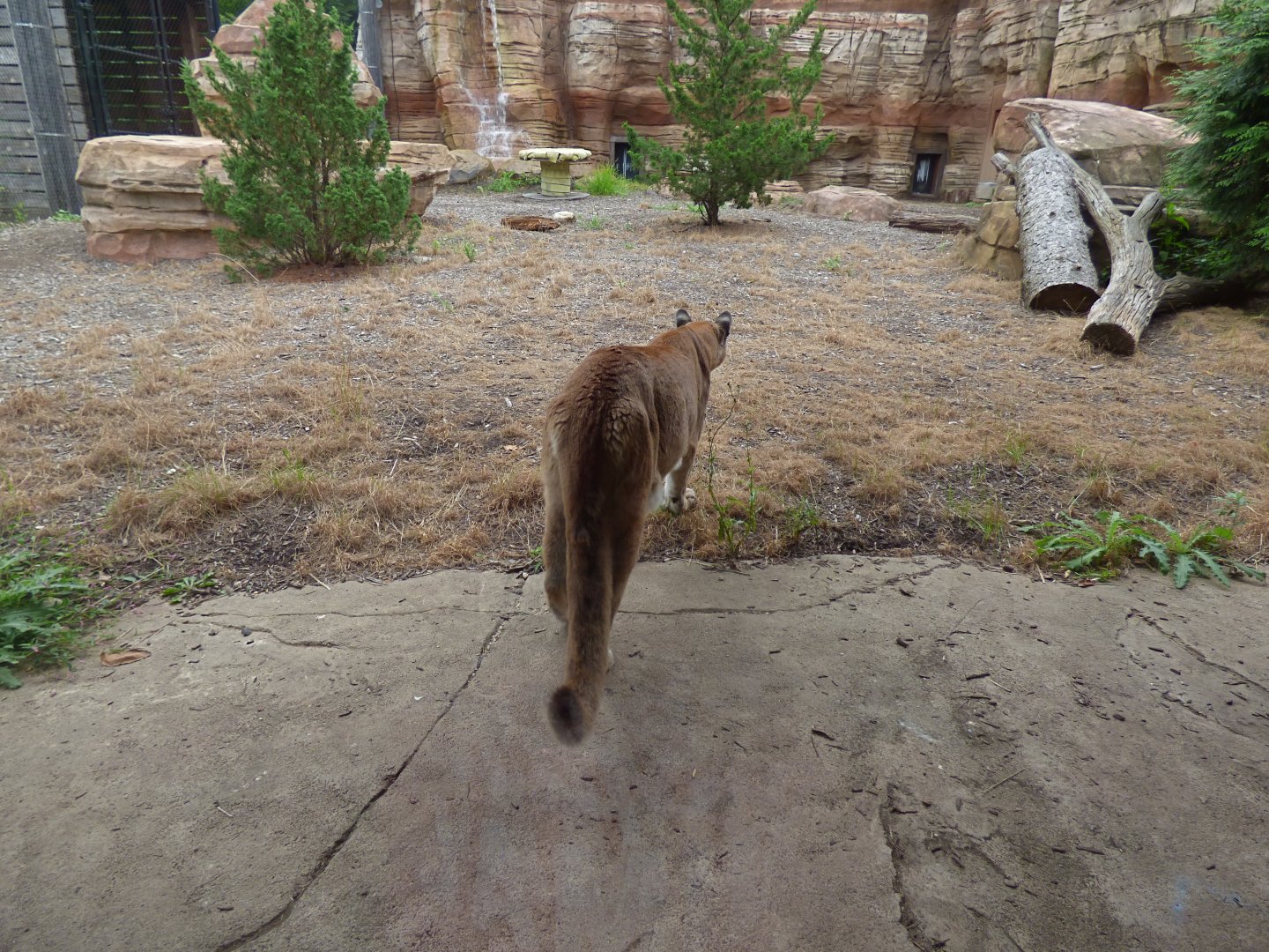 Cougar Exhibit - Sept. 2018