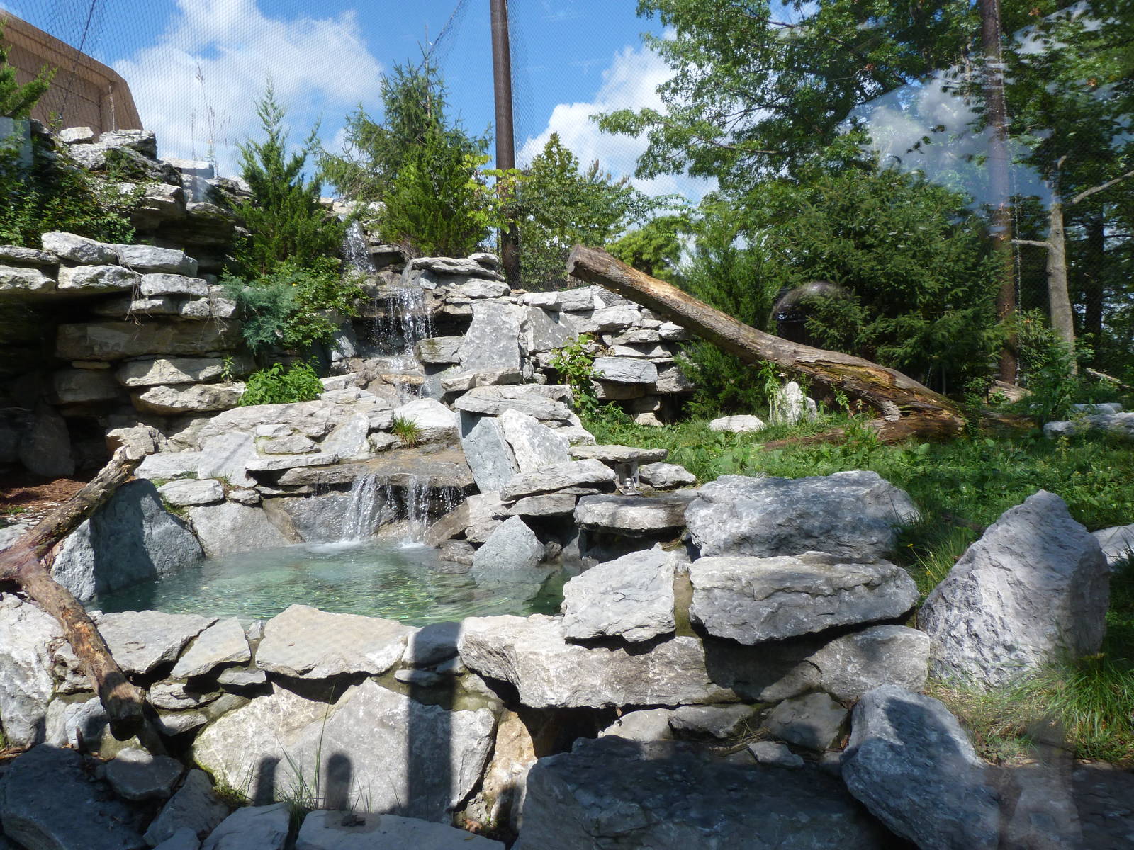 Cougar Exhibit - September 2014