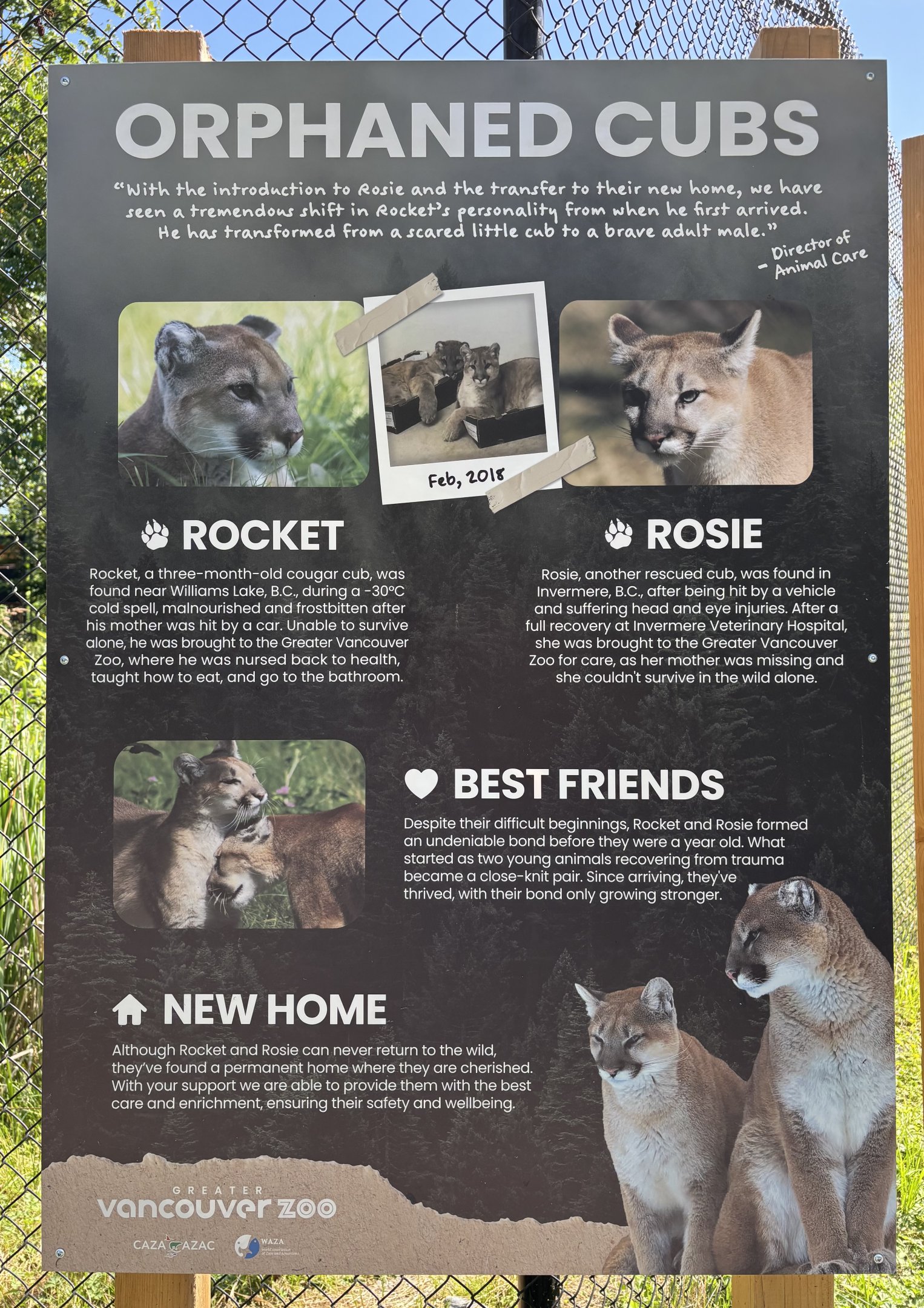 Cougar Exhibit Sign