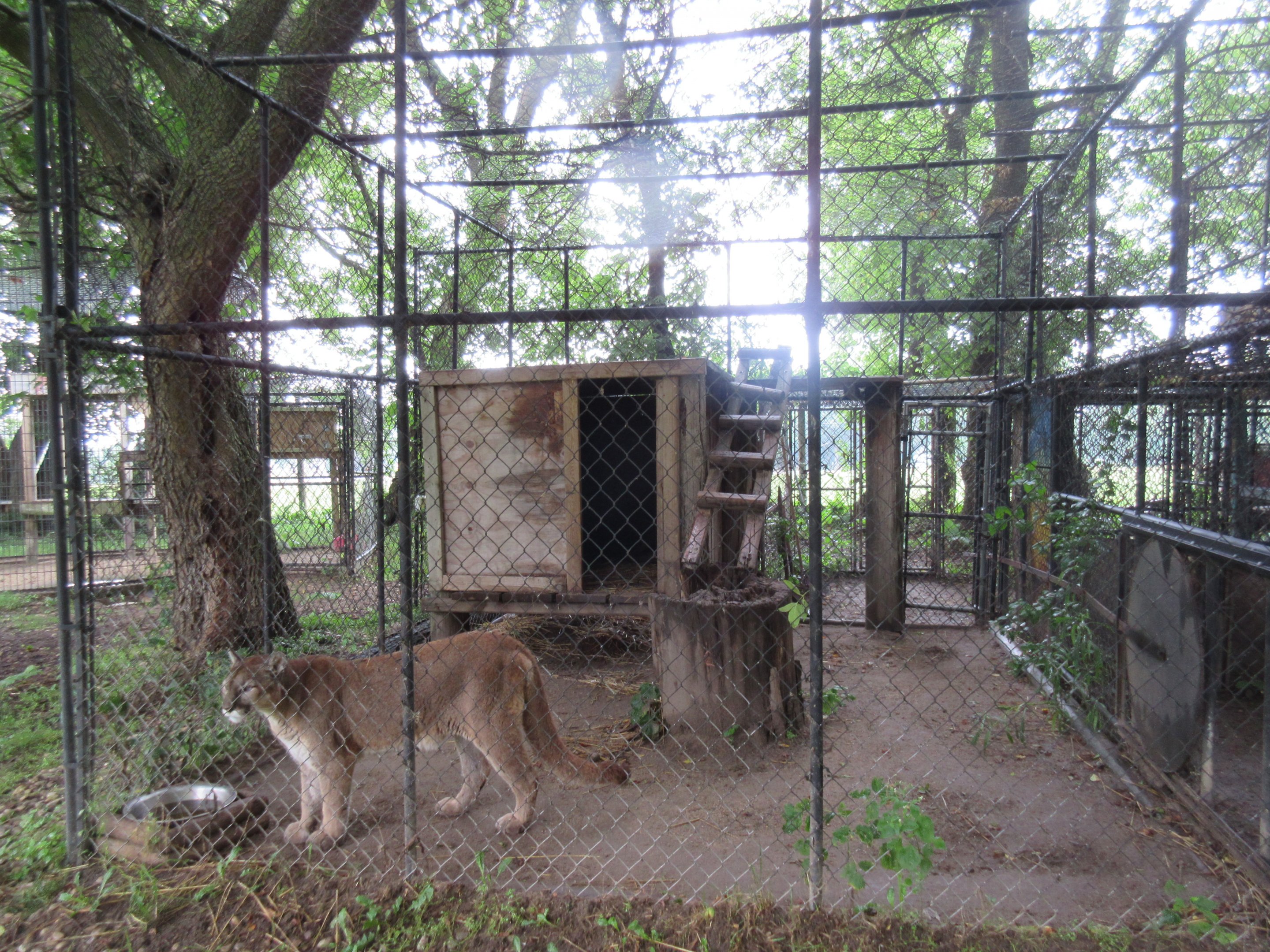 Cougar Exhibit (sorry, poor quality photo)