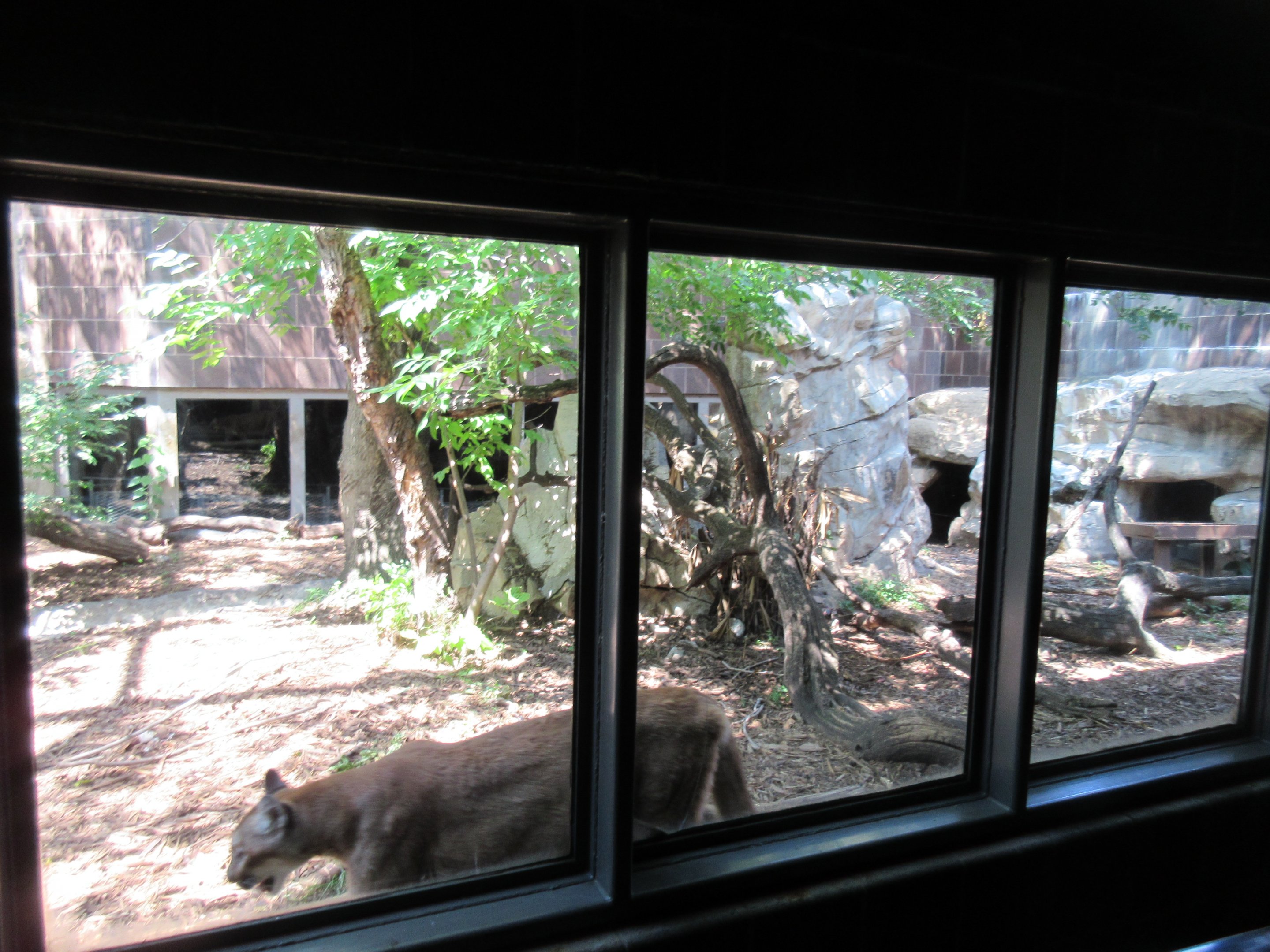 Cougar Exhibit (to be demolished in 2019)