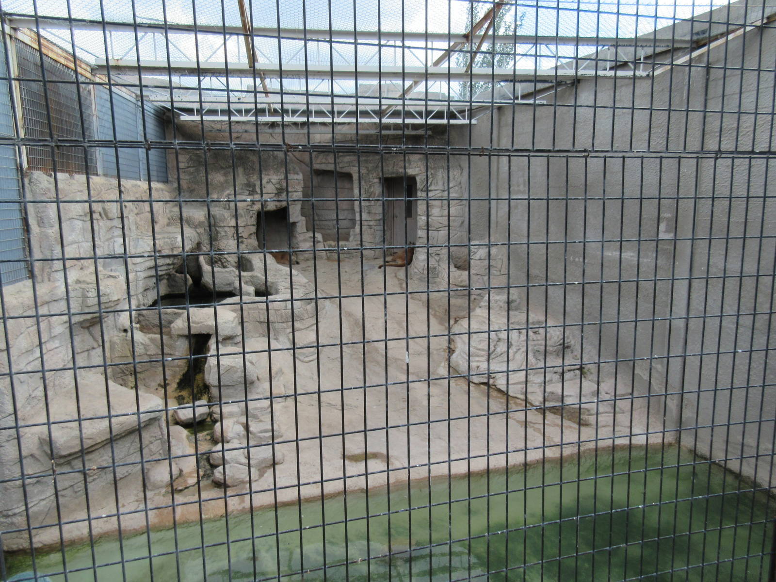 Cougar Exhibit (two cats and very little land)