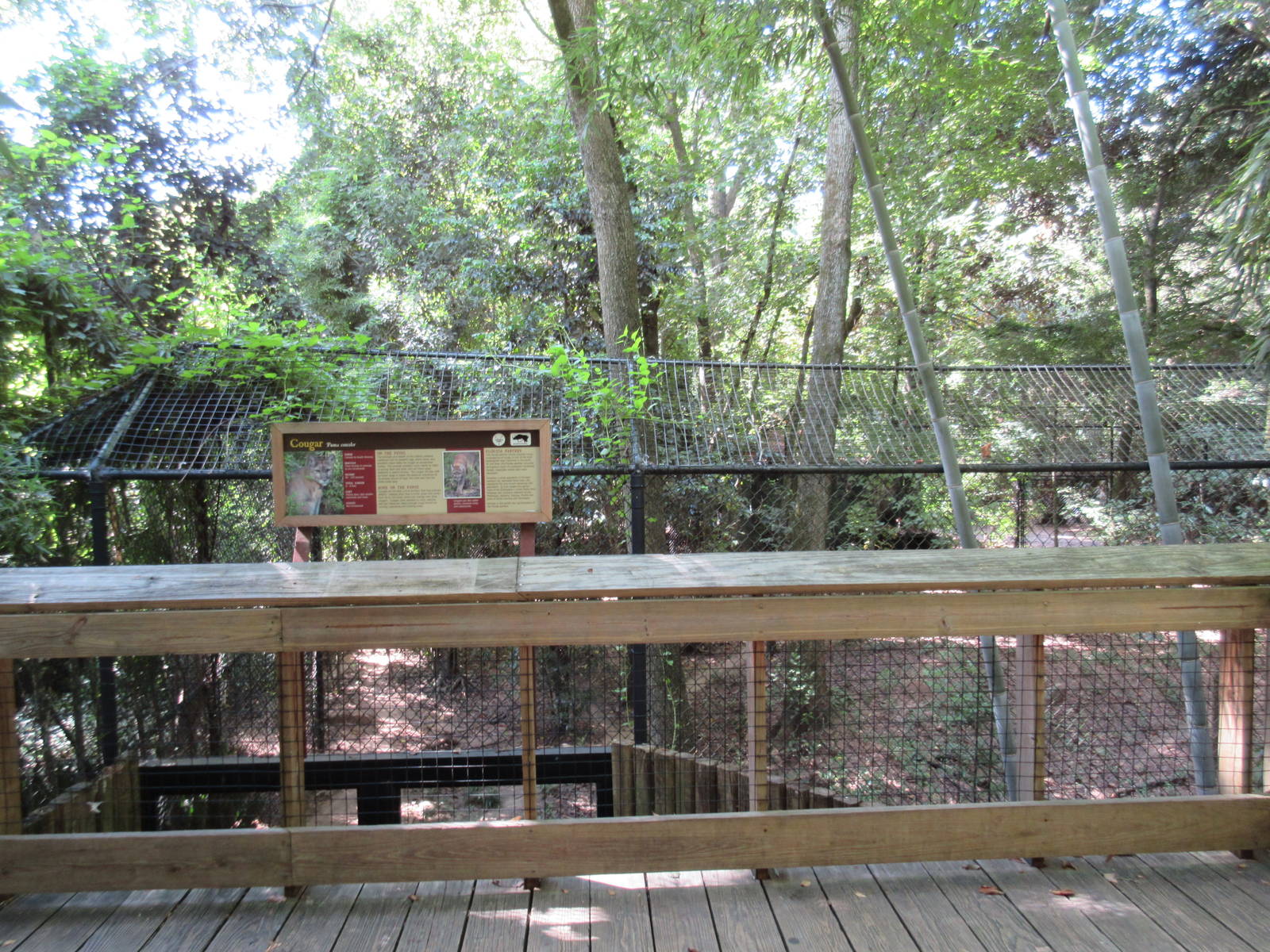 Cougar Exhibit - Upper Viewing Deck