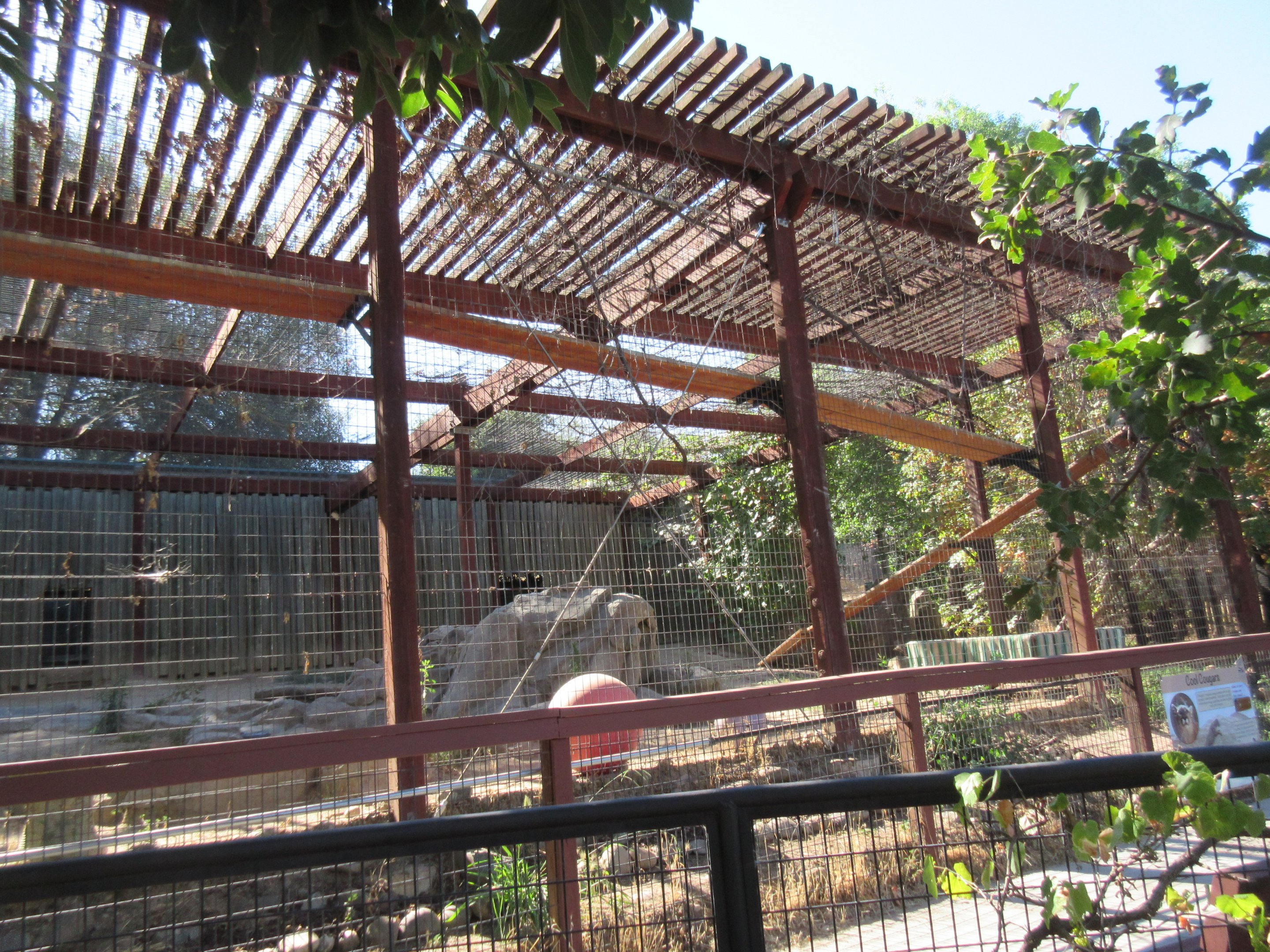 Cougar Exhibit (with 4 Cougars)