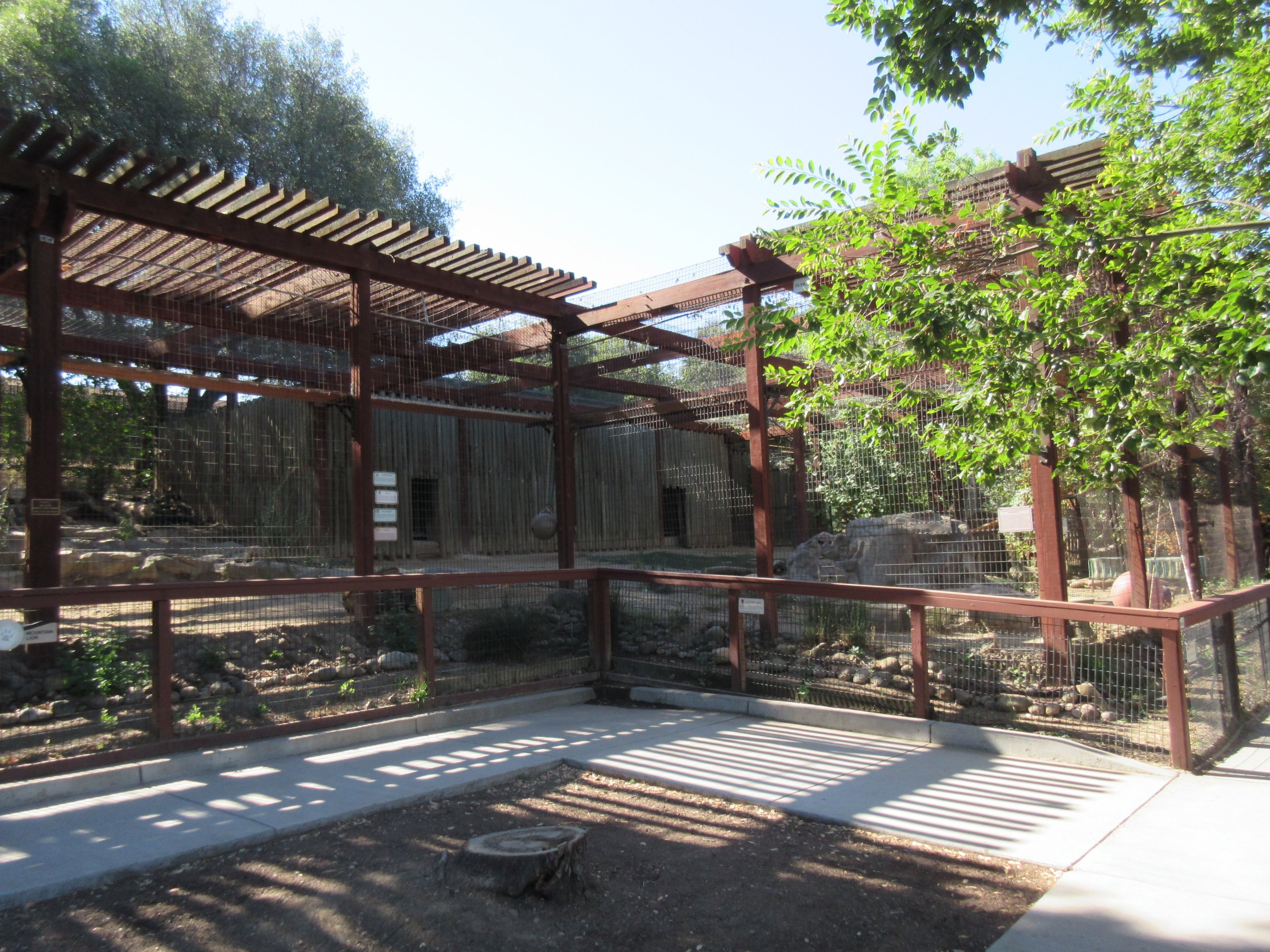 Cougar Exhibit (with 4 Cougars)