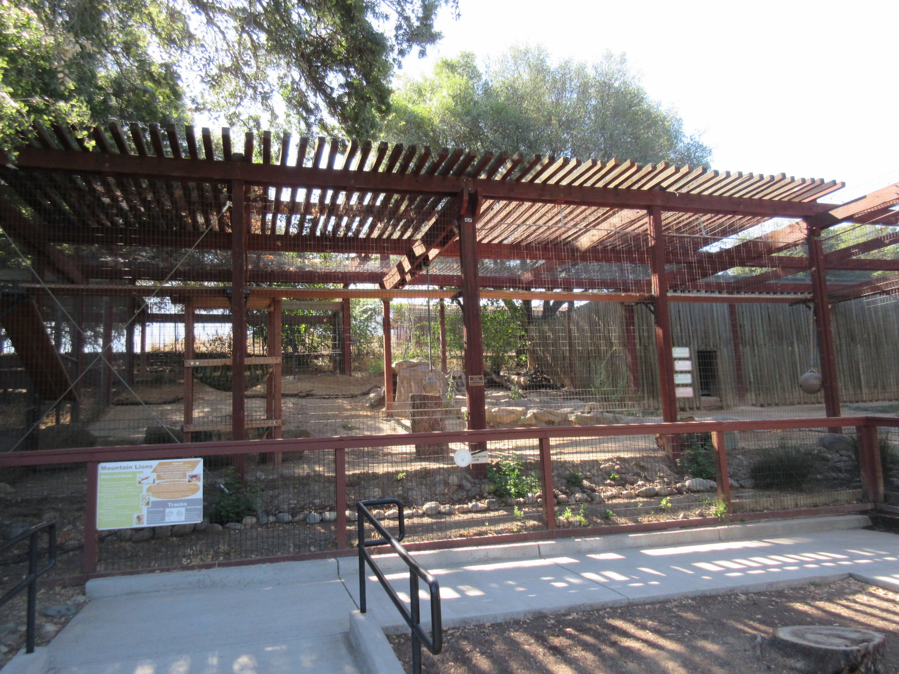 Cougar Exhibit (with 4 Cougars)