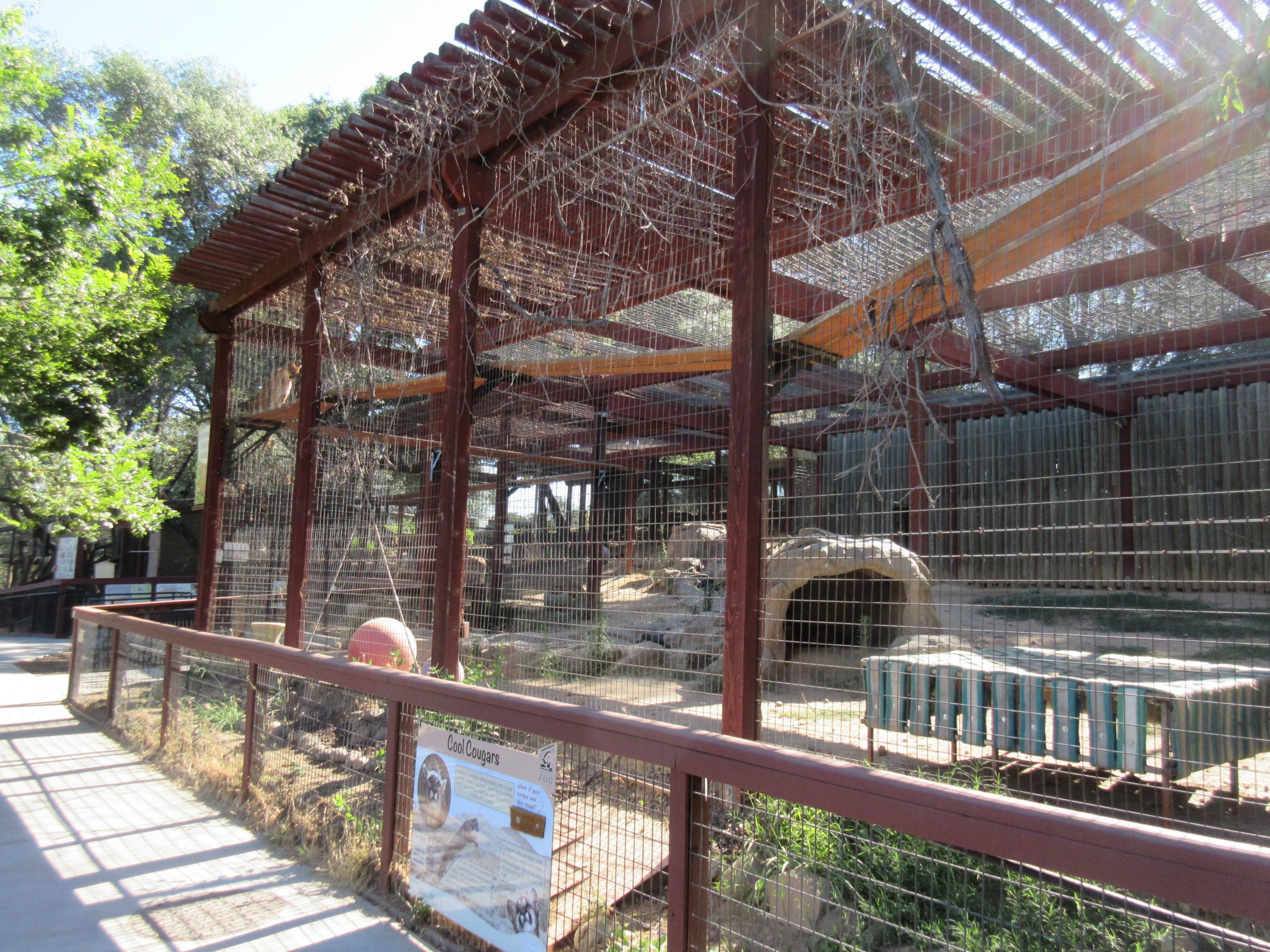 Cougar Exhibit (with 4 Cougars)