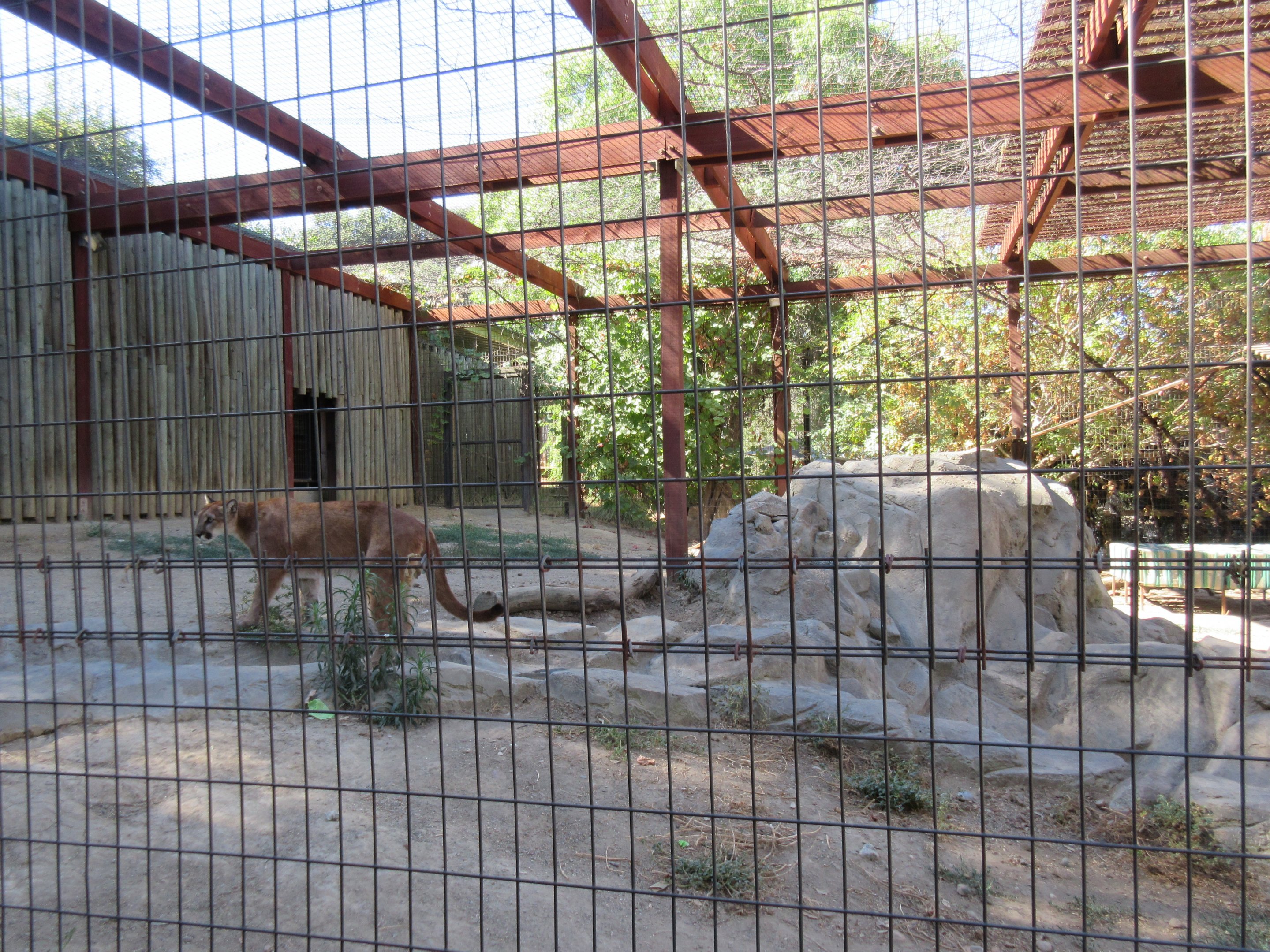 Cougar Exhibit (with 4 Cougars)