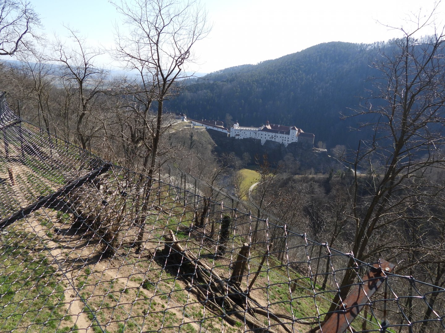 Cougar exhibit with Schloss Herberstein